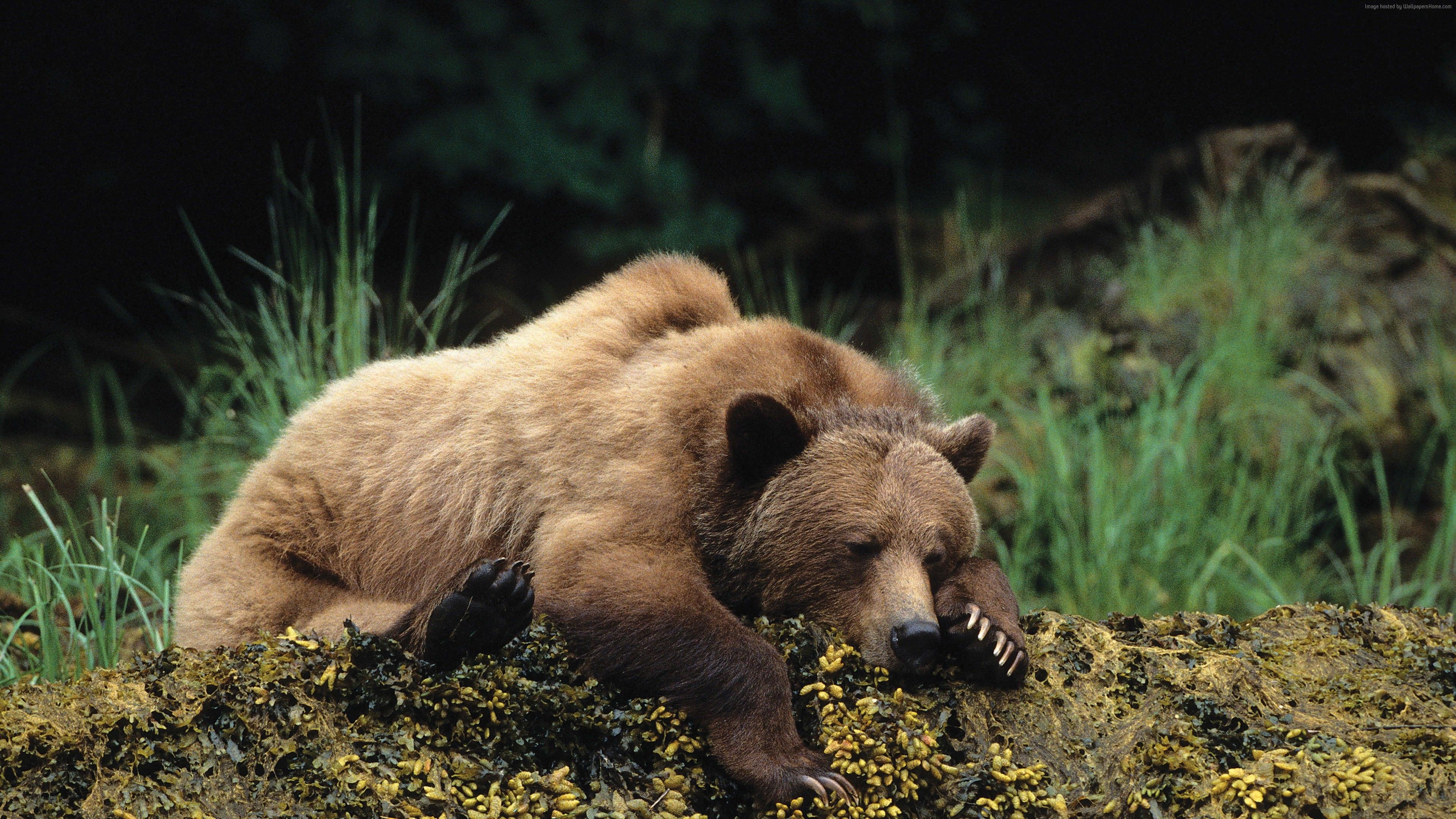 Sleeping, Grizzly Bears Wallpaper, 3840x2160 4K Desktop