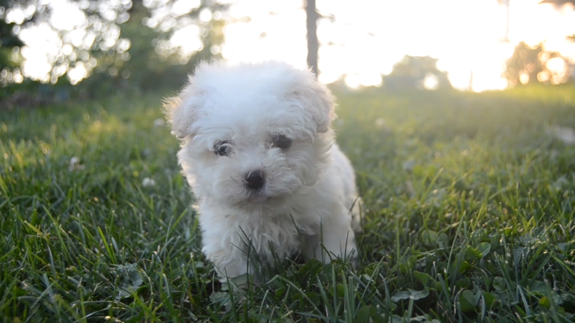 Bolognese Dog, Adorable puppies, Havanese puppies, 1920x1080 Full HD Desktop