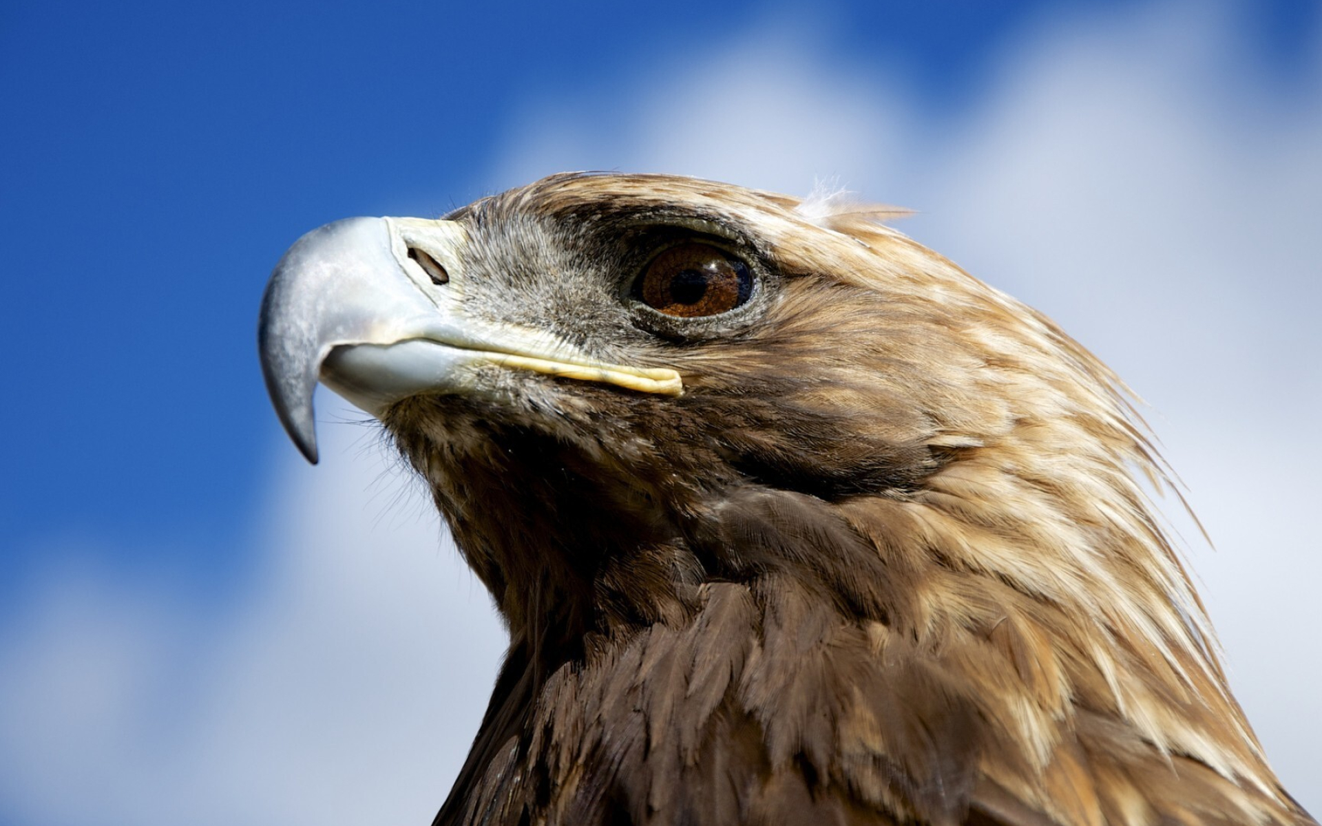 Beak, Golden Eagles Wallpaper, 1920x1200 HD Desktop