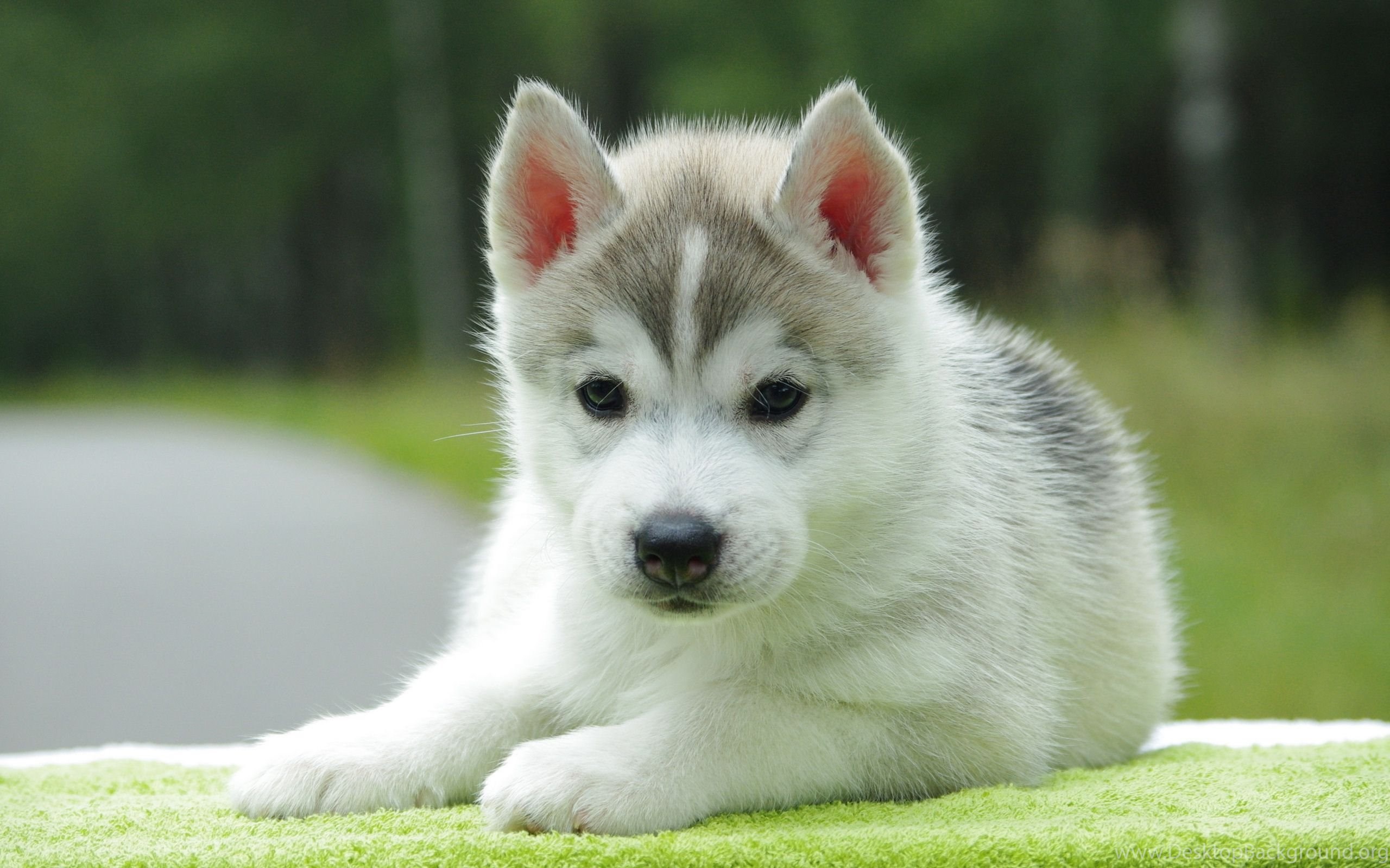 Husky Wallpapers 2560x1600