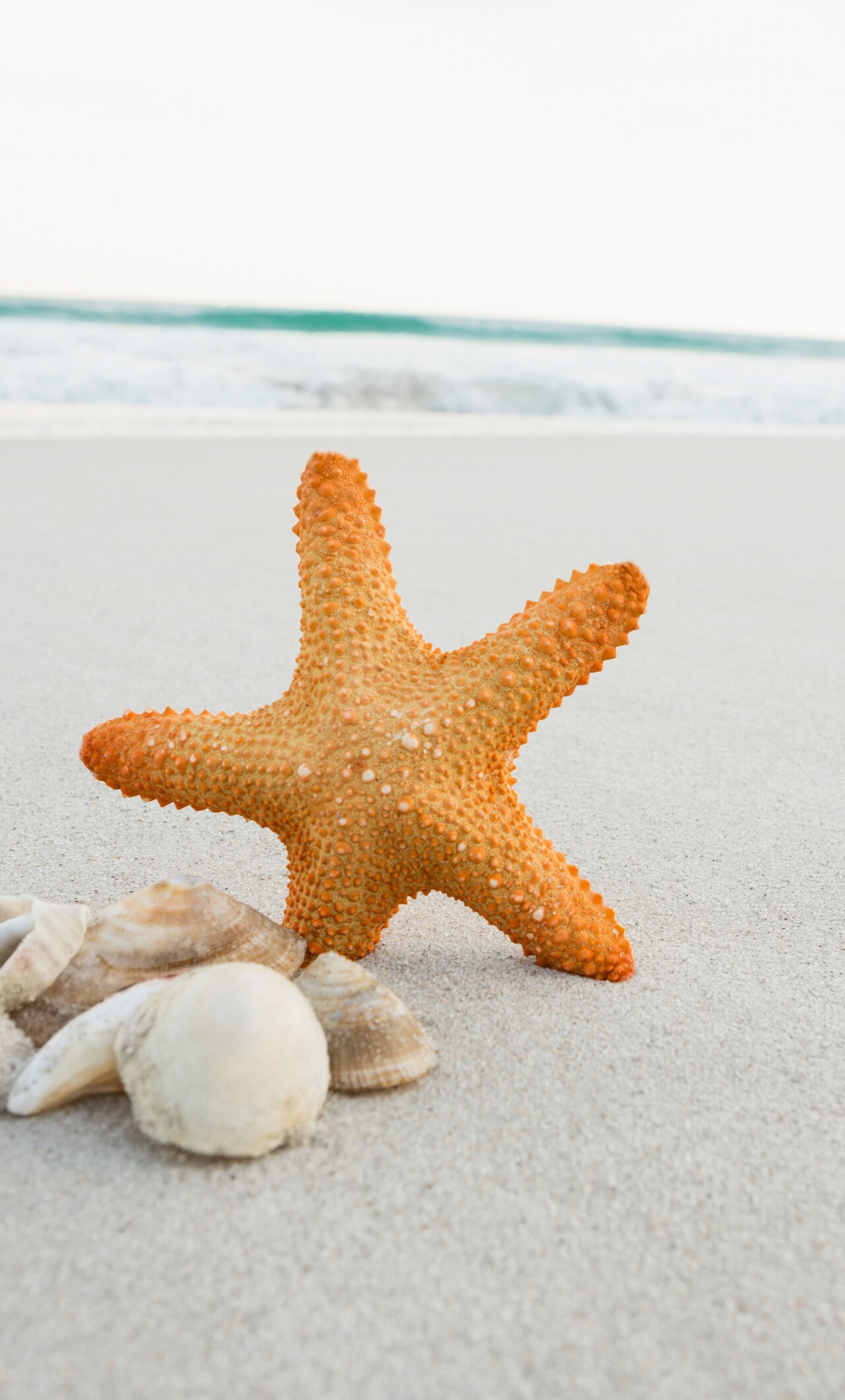 Starfish, Seashell wallpaper, Sandy beach, HD image, 1280x2120 HD Phone