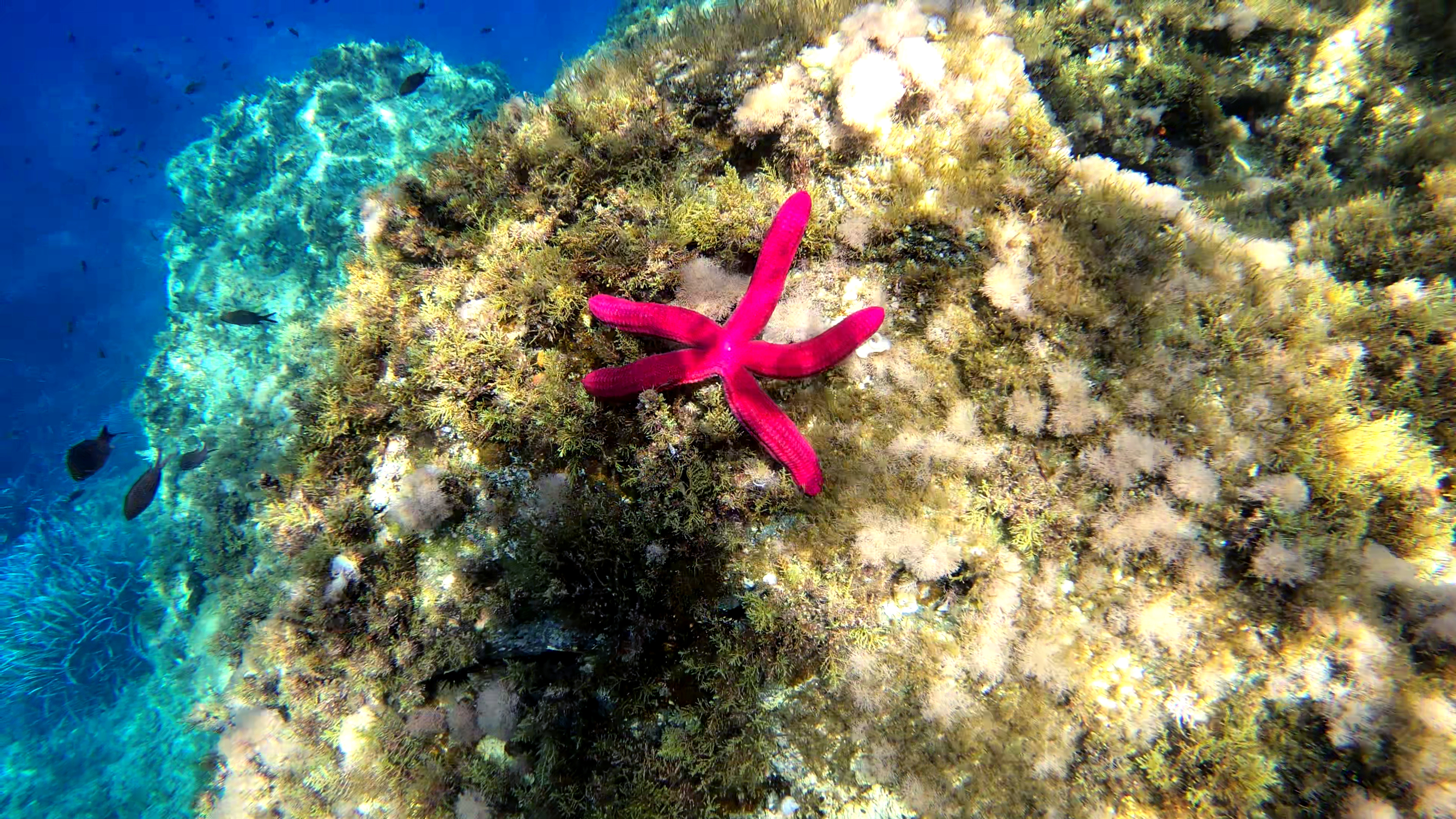 Purple Starfish, Stella Serpente, Ophidiaster, Ophidianus, 3840x2160 4K Desktop