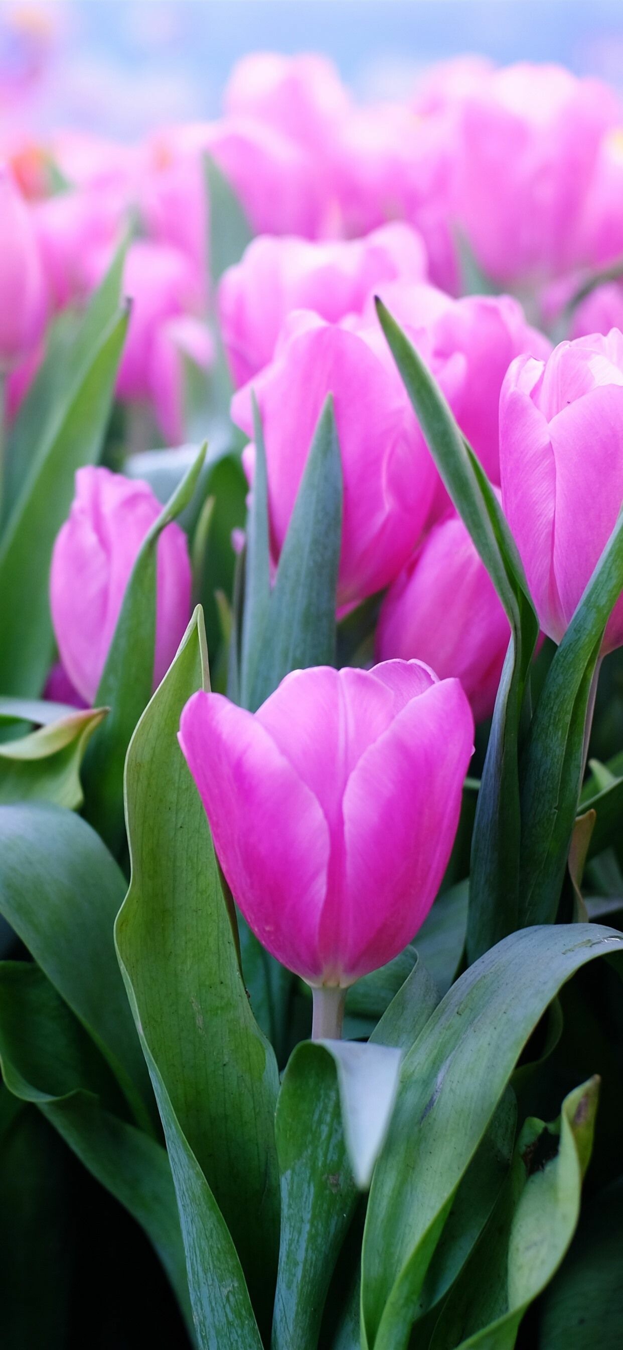 Tulip beauty, Bright and colorful, Nature's masterpiece, Stunning wallpaper, 1250x2690 HD Phone