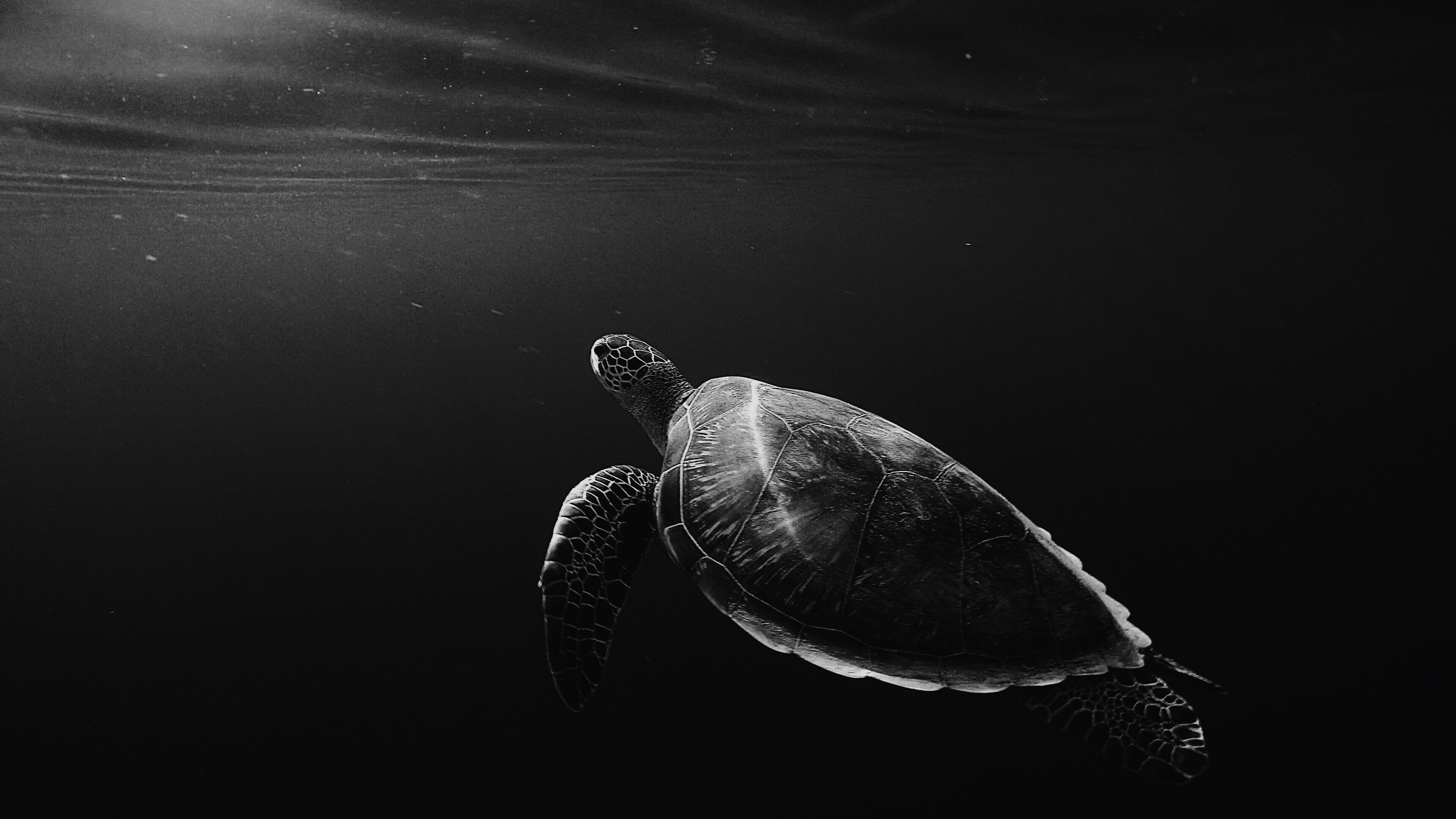 Monochrome, Sea Turtles Wallpaper, 3840x2160 4K Desktop