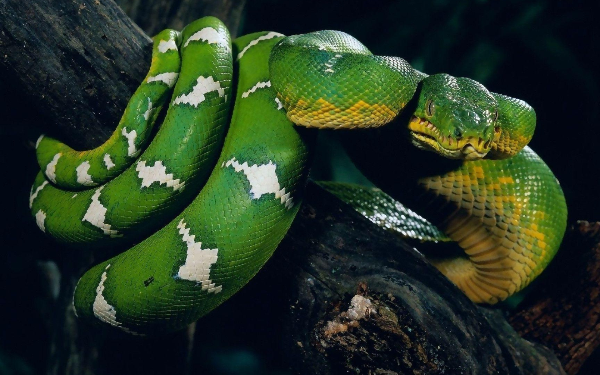 Cool snake wallpapers, Mesmerizing reptiles, Serpent showcase, Stunning visuals, 1920x1200 HD Desktop