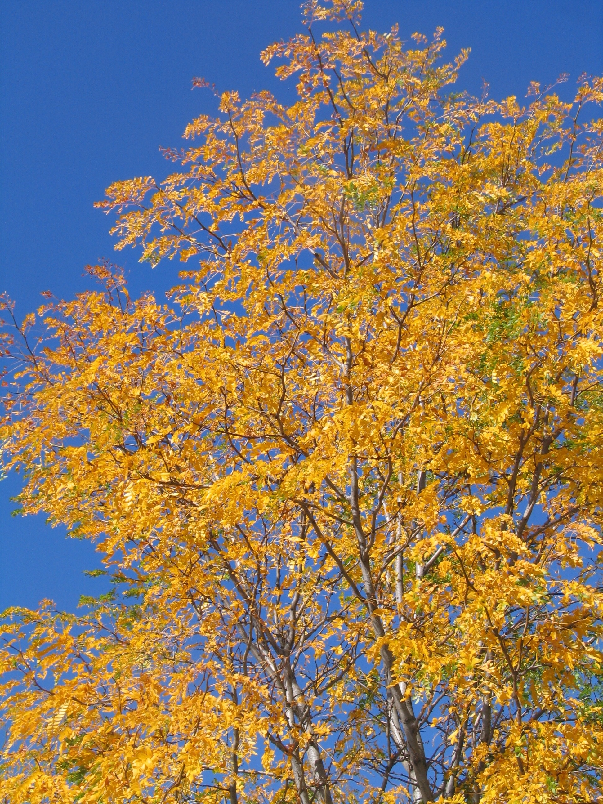 Aspen tree, Exquisite capture, Natural elegance, Timeless allure, 1950x2600 HD Phone