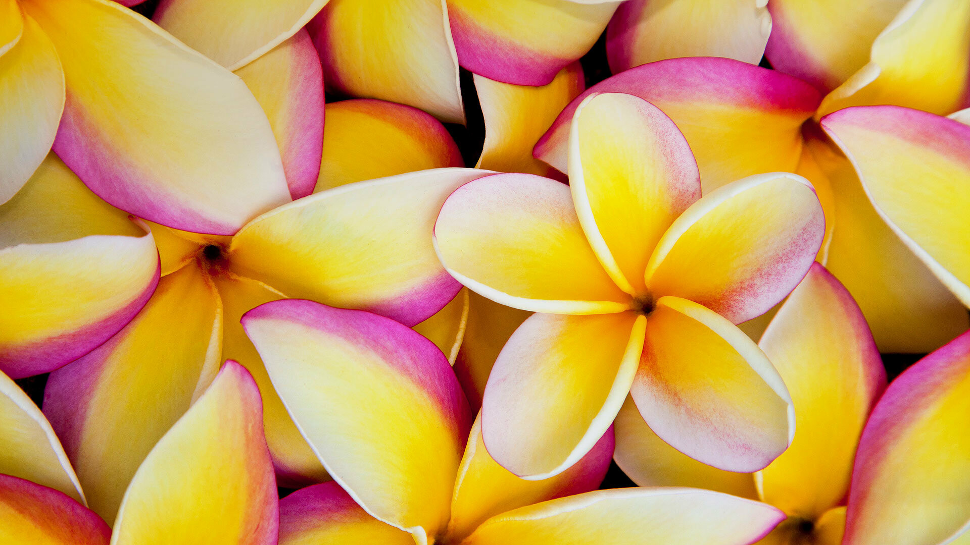 Best plumeria wallpaper, High resolution 1080p, Exquisite beauty, Detailed imagery, 1920x1080 Full HD Desktop