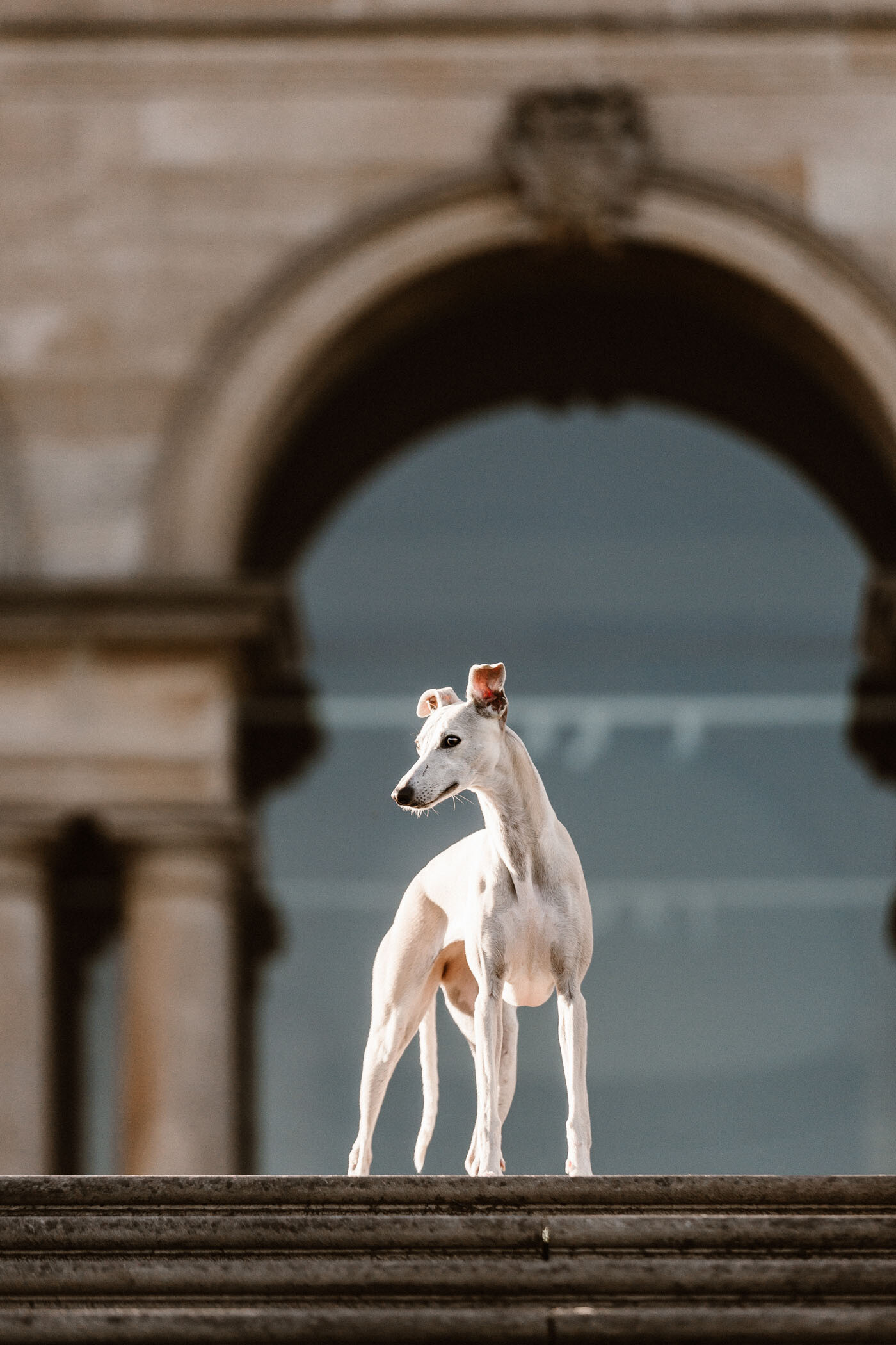 Whippet Dog, Baxters Park Dundee, Pet photography, Graceful elegance, 1400x2100 HD Phone