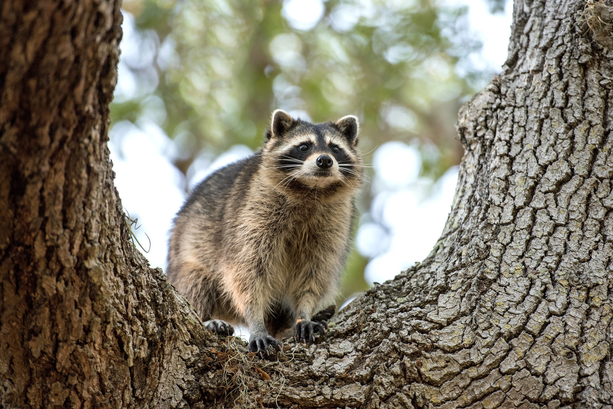 Forest explorer, Clever omnivore, Striped tail, Climbing expert, 2050x1370 HD Desktop