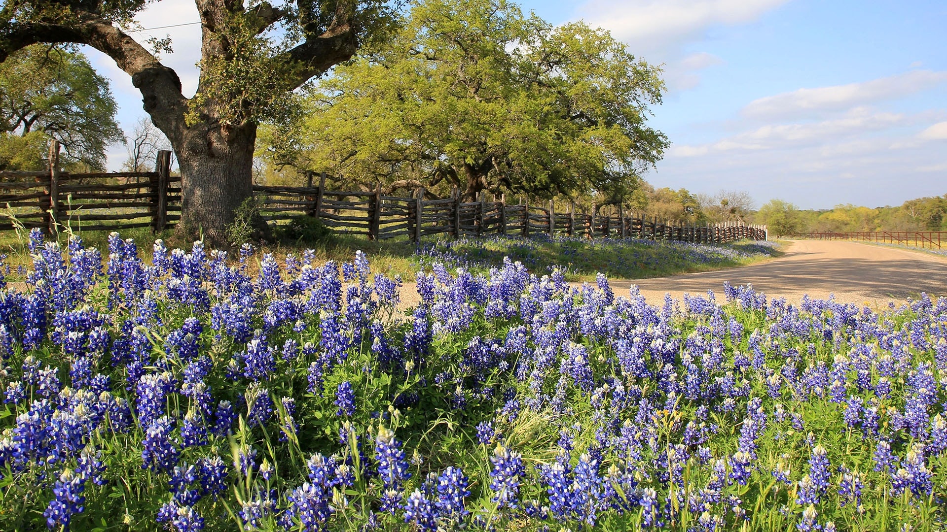 Texas Hill Country, Road trip, Texas bluebonnets, Enterprise rent a car, 1920x1080 Full HD Desktop