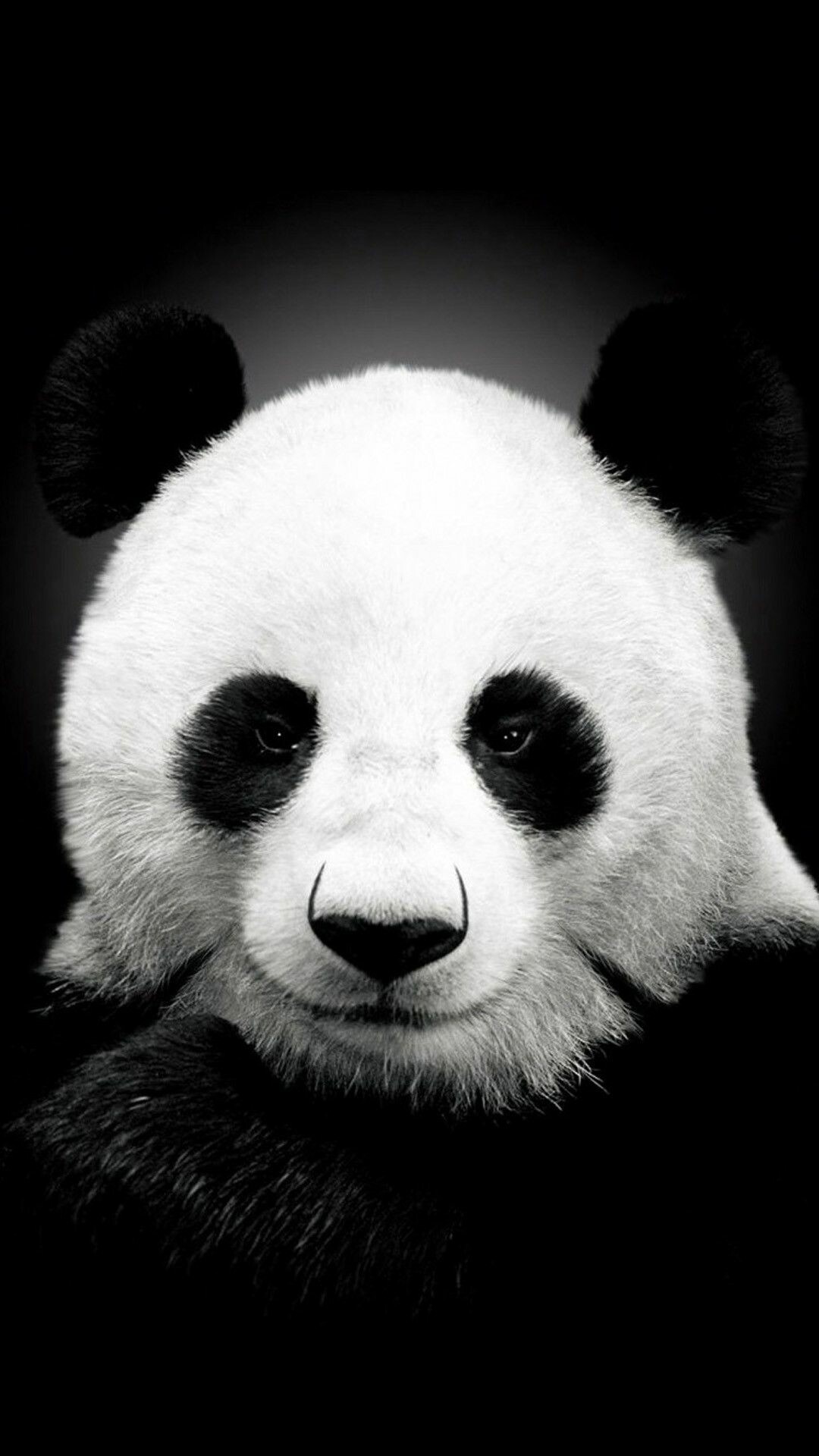 Panda iPad wallpapers, Top quality, Beautiful designs, Perfect for Apple devices, 1080x1920 Full HD Phone