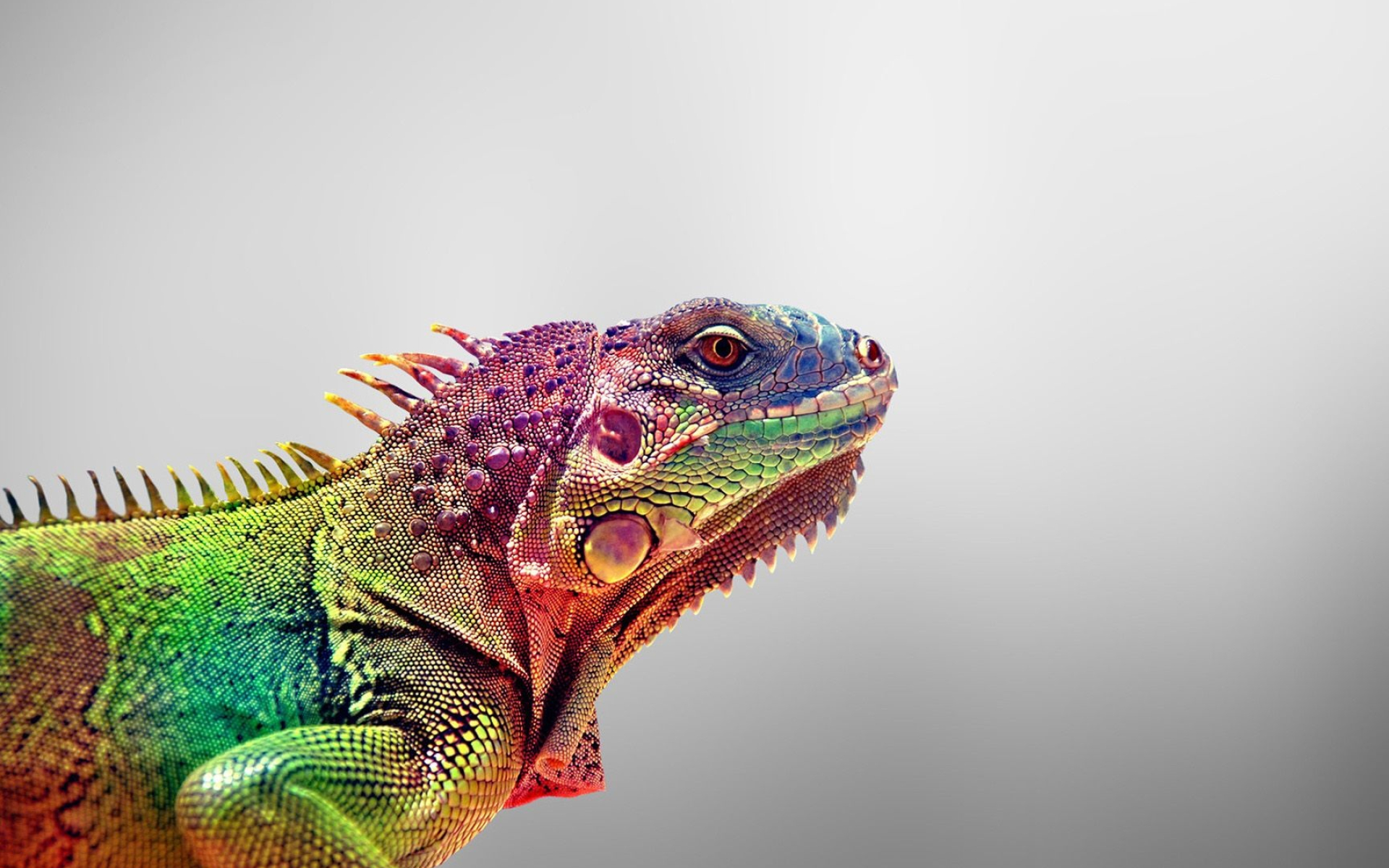 Colored, Iguana Wallpaper, 1920x1200 HD Desktop