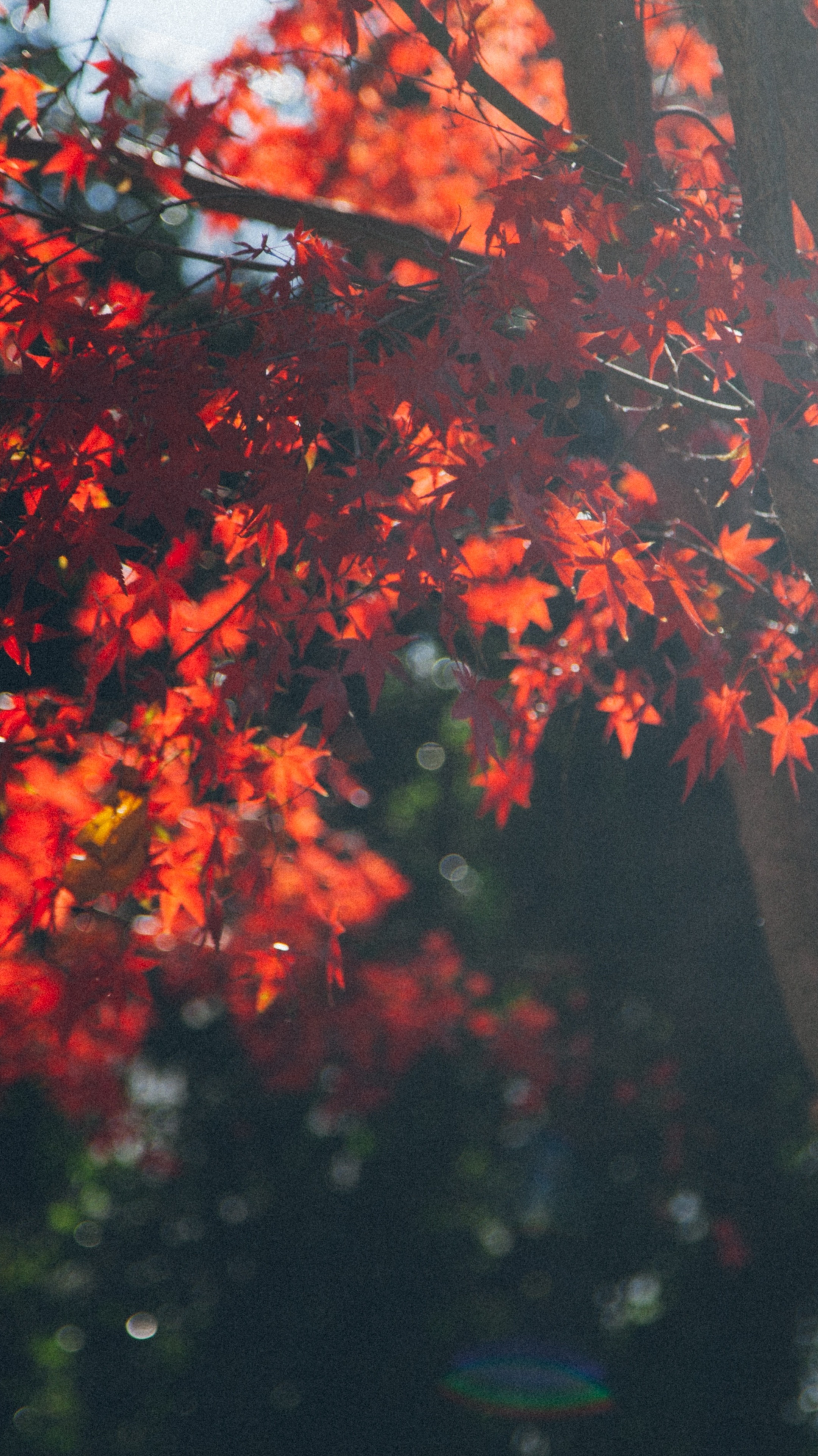 Maple tree, Vibrant leafs, Natural patterns, Fuzzy background, 2160x3840 4K Phone