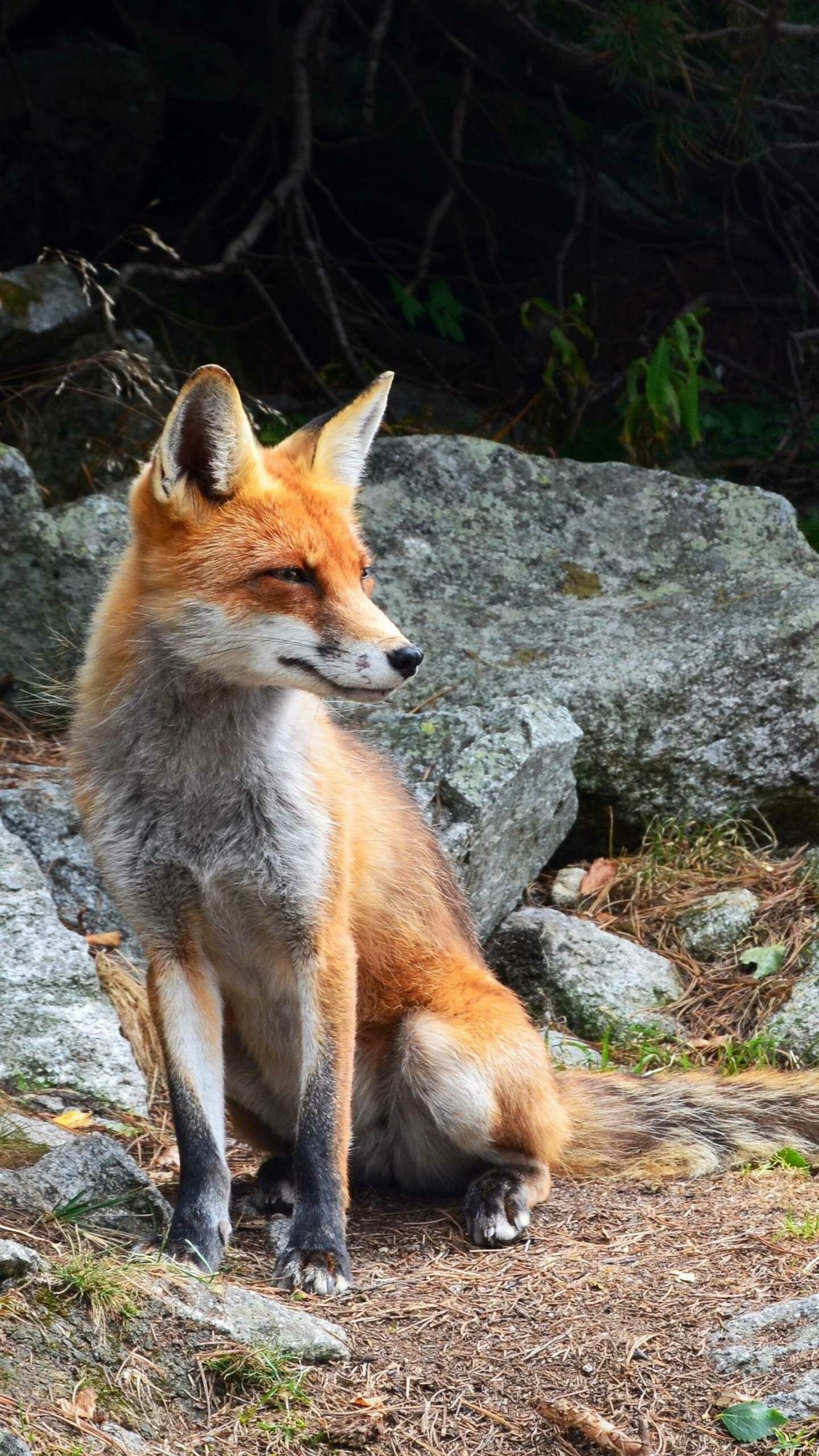 Fox in the background, Natural beauty, Artistic wallpaper, Animal, 1440x2560 HD Phone