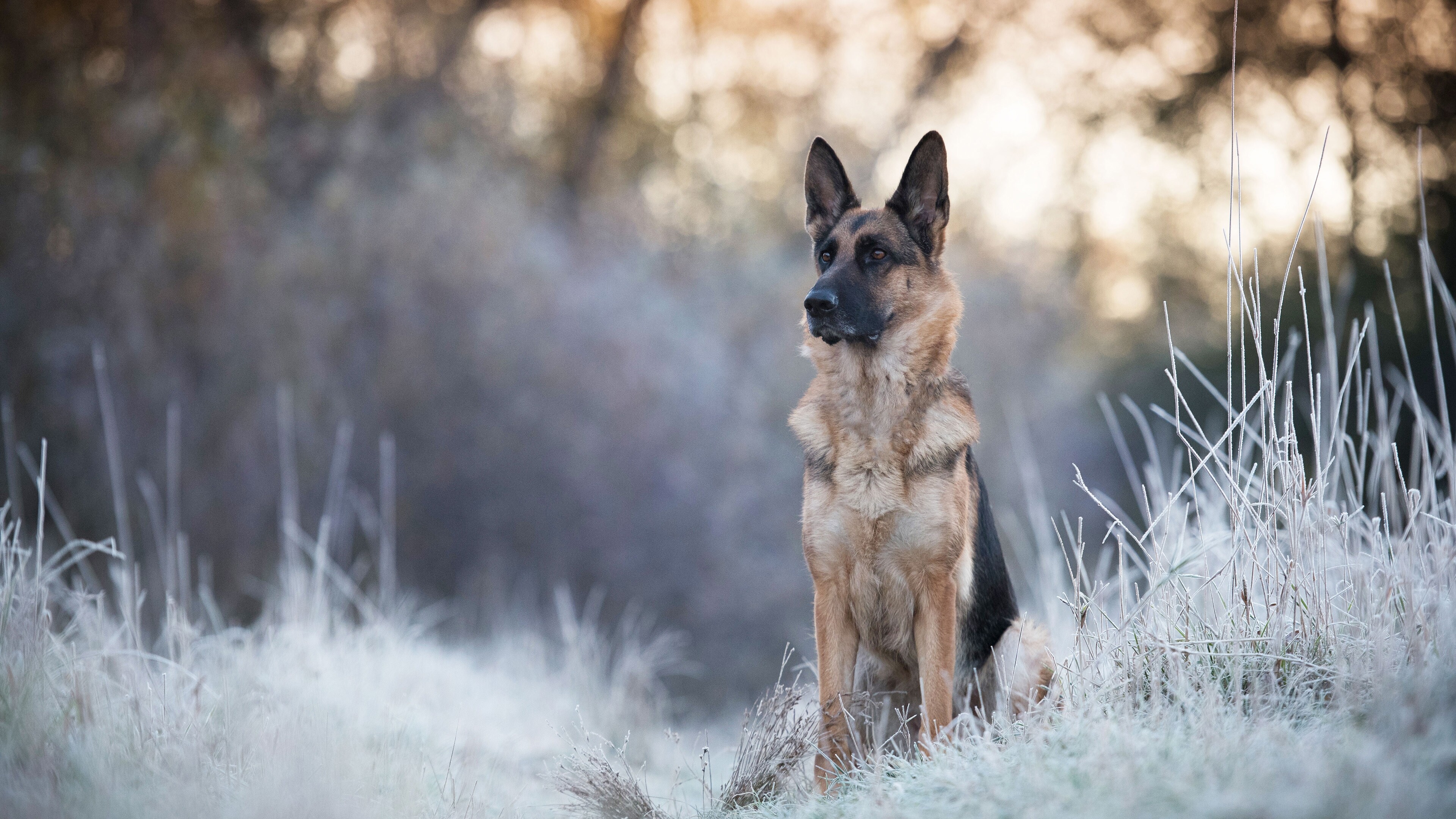 German Shepherd, HD wallpapers, Stunning visuals, Canine magnificence, 3840x2160 4K Desktop