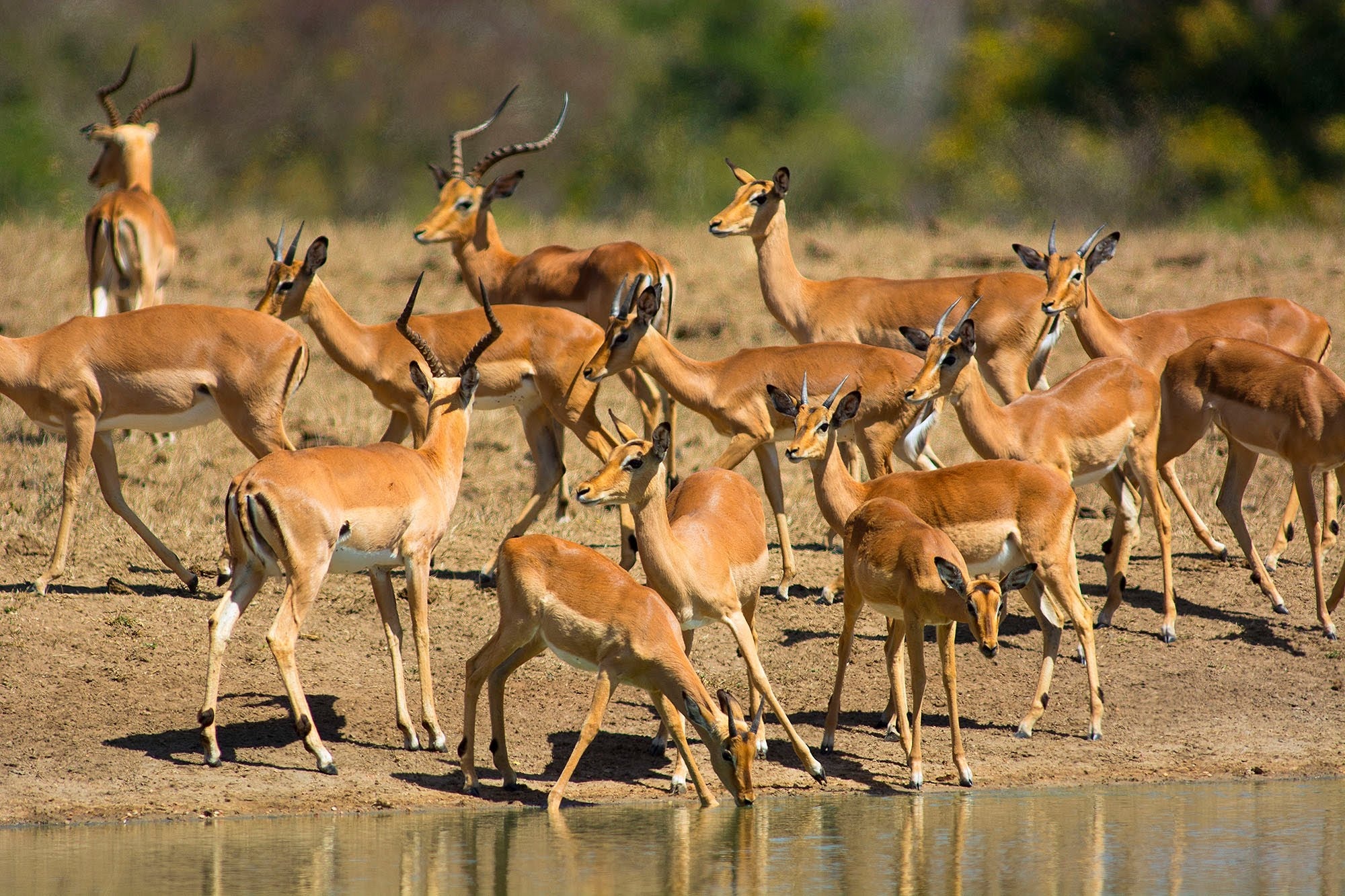 Impalas, Wild Animals Wallpaper, 2000x1340 HD Desktop