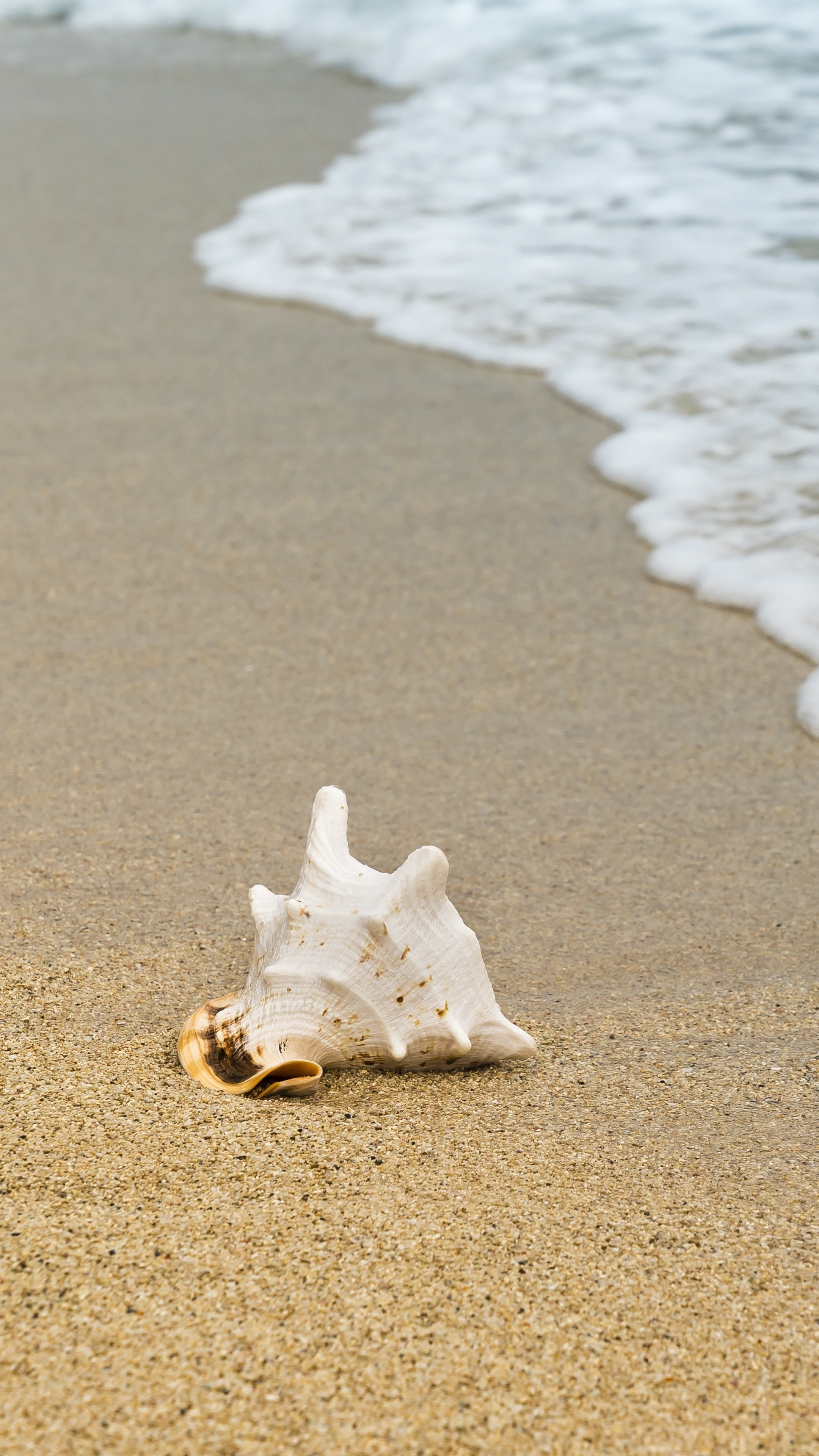 Seashell and sand, Coastal foam, Oceanic serenade, Tranquil beach, 2160x3840 4K Phone