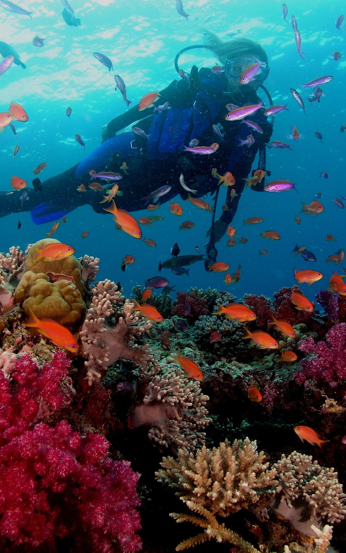 Scuba diving, Great Barrier Reef, Tablet explore, 1200x1920 HD Phone