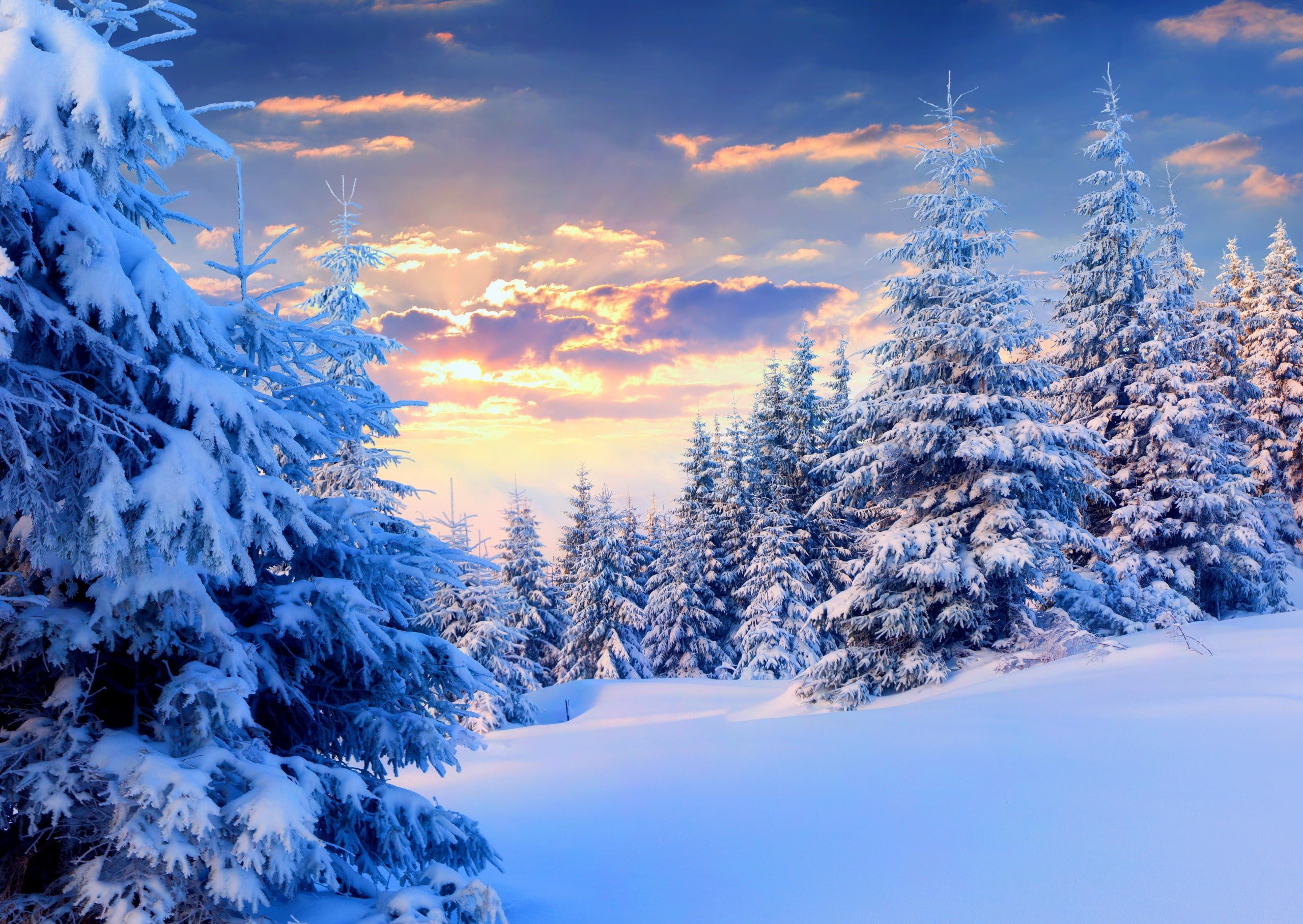 Snow-covered trees, Snow Wallpaper, 2560x1820 HD Desktop