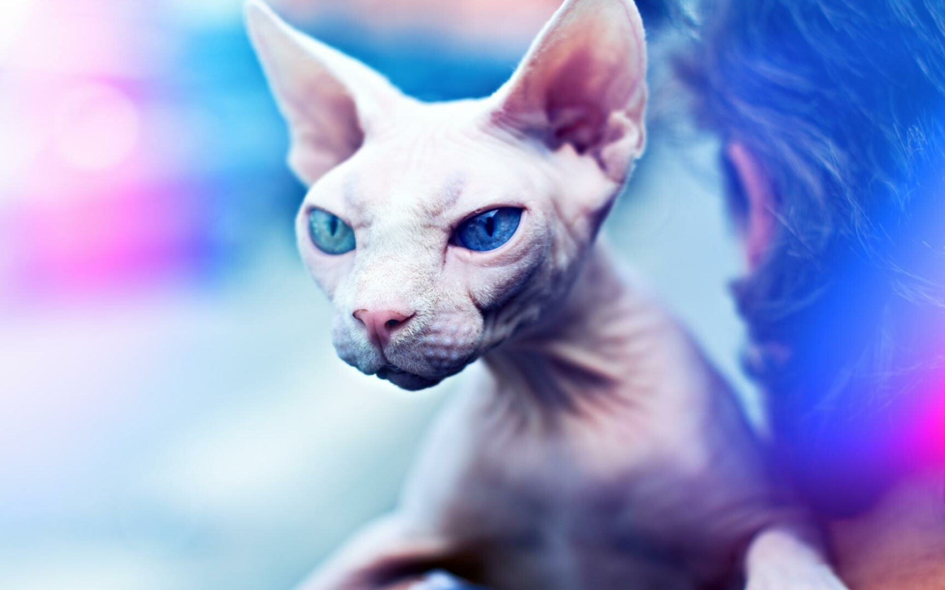 Sphynx Cat, Captivating wallpapers, Unique beauty, Feline wonder, 1920x1200 HD Desktop