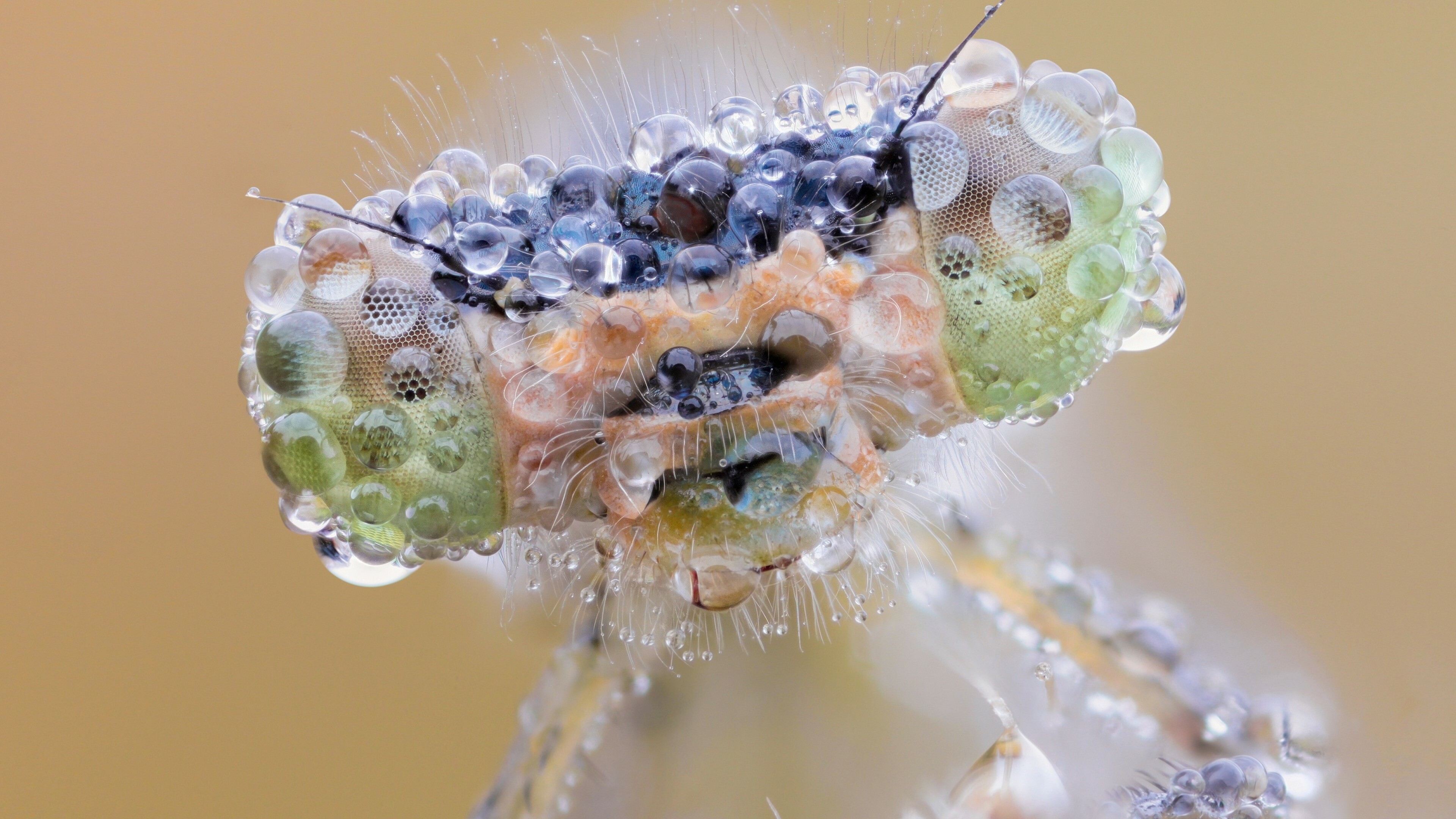 Dew, Dragonflies Wallpaper, 3840x2160 4K Desktop