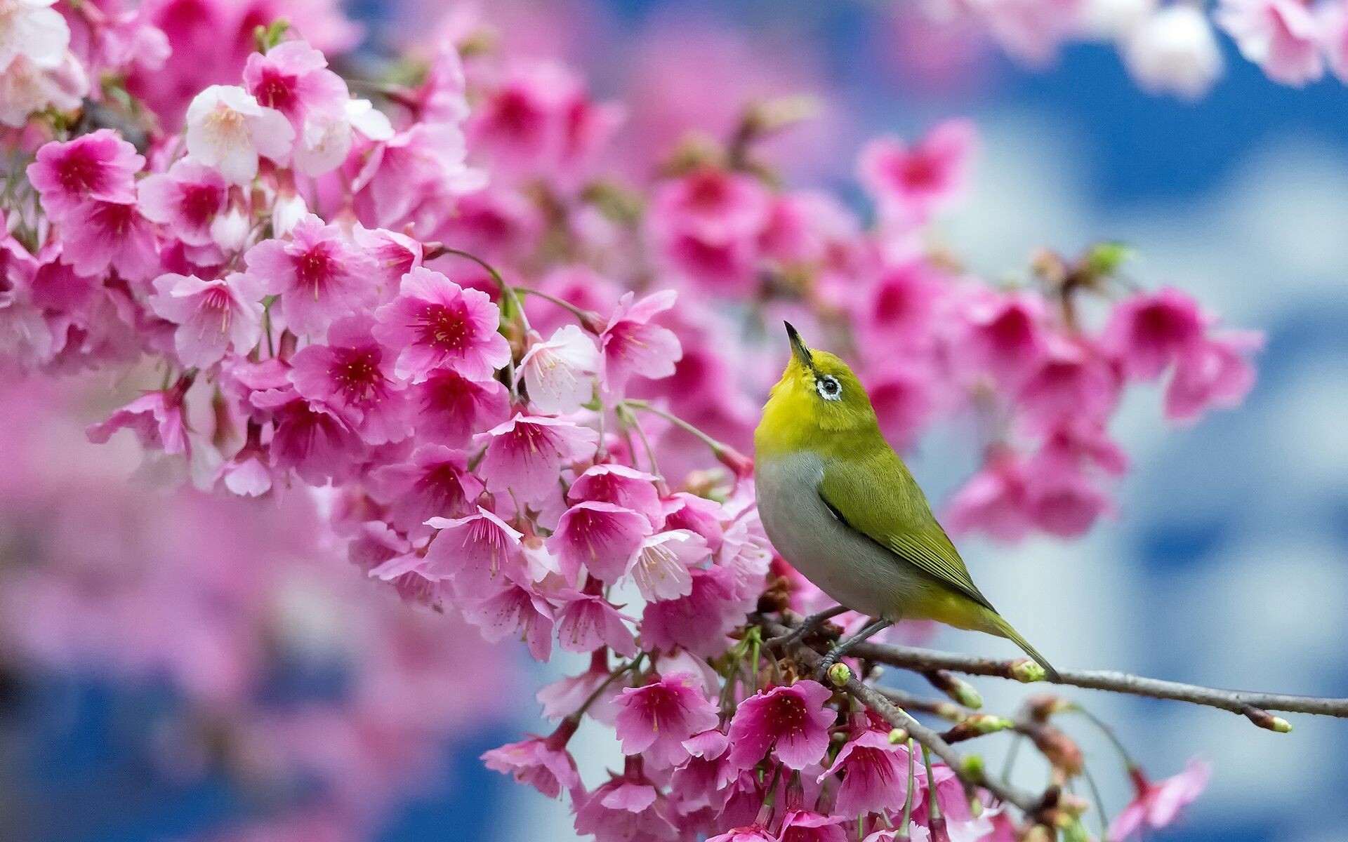 Bird and Flowers, Spring Wallpaper, 1920x1200 HD Desktop