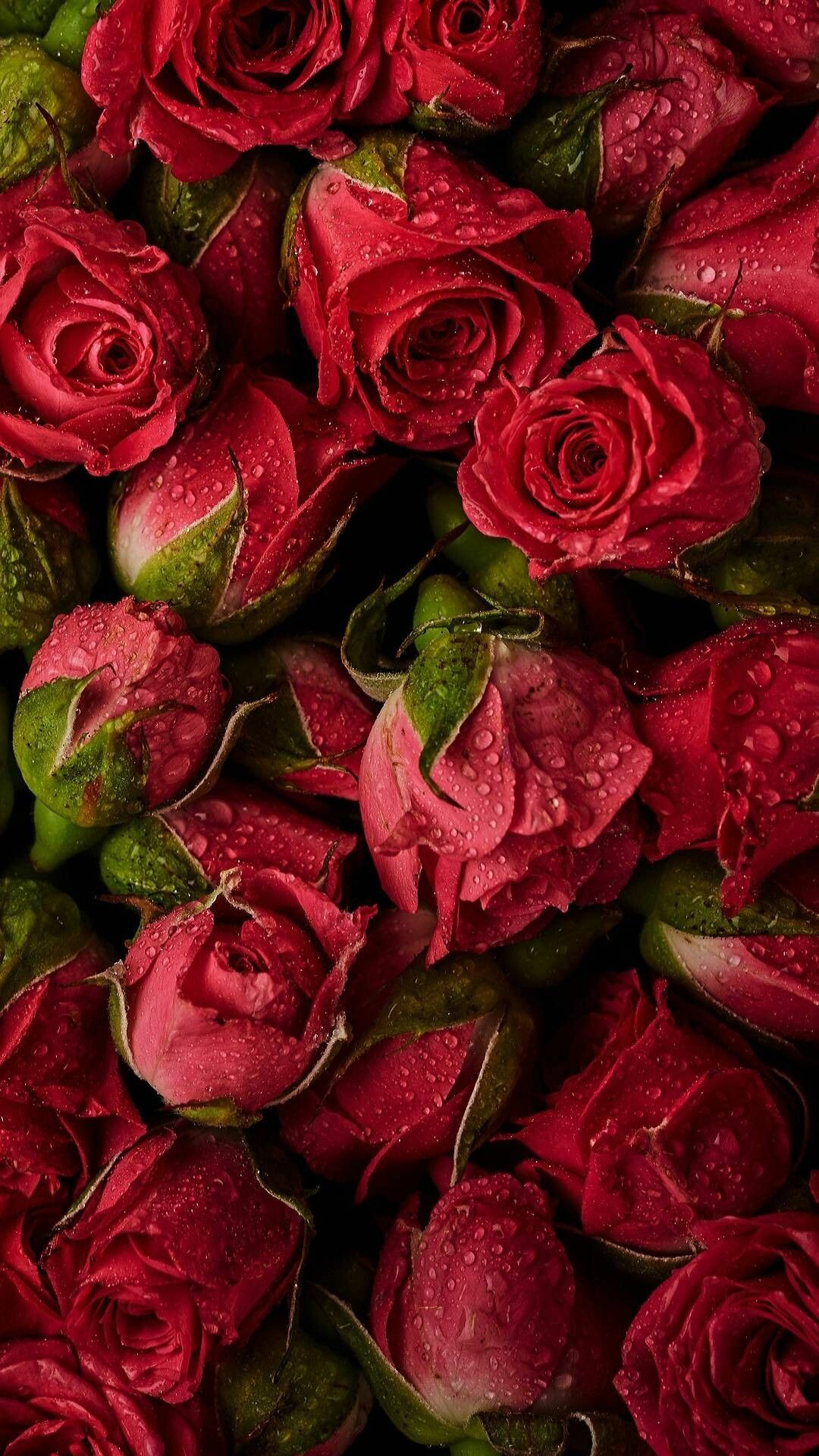 Beautiful red roses, Stunning photography, Rose wallpaper, Vibrant petals, 1080x1920 Full HD Phone