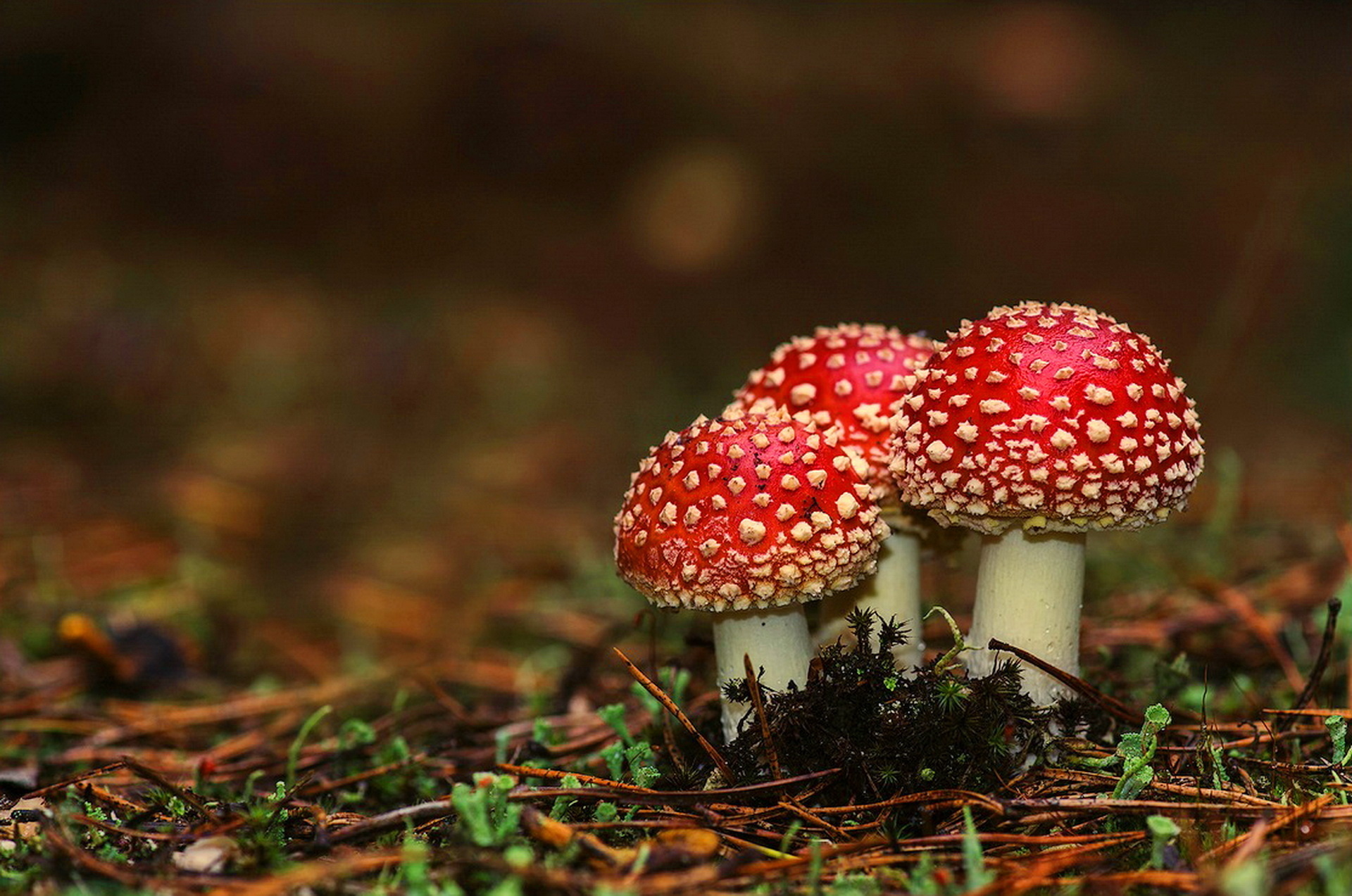 Macro photo picture, Mushrooms macro, Moss beauty, Nature's enchantment, 1920x1280 HD Desktop