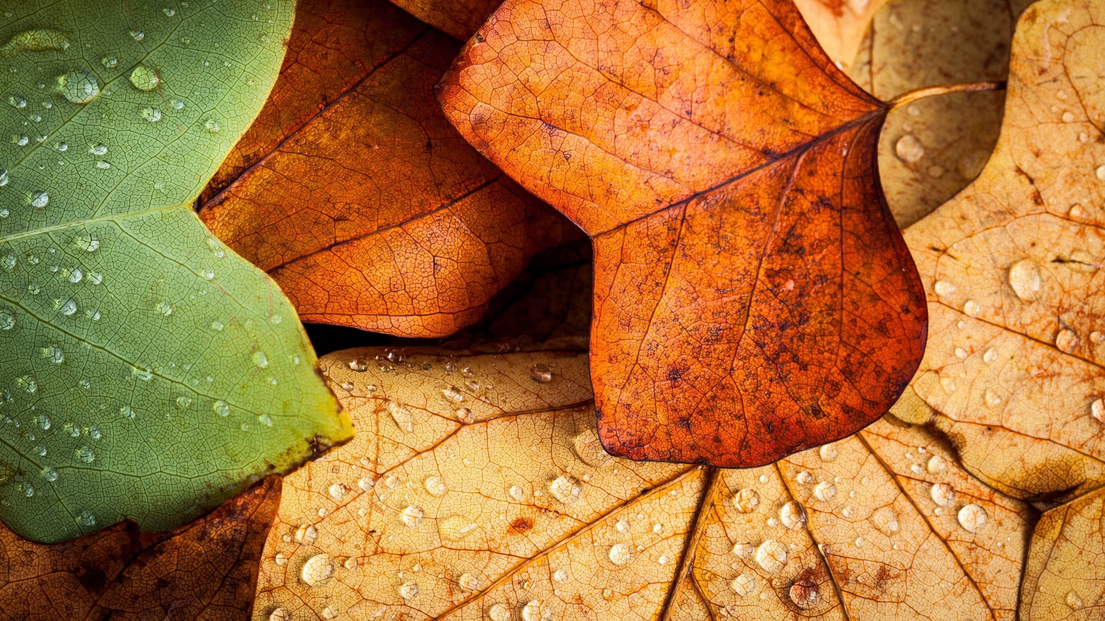 Autumn leaves in UHD, 4K wallpaper, Nature's tapestry, Fall scenery, 3840x2160 4K Desktop