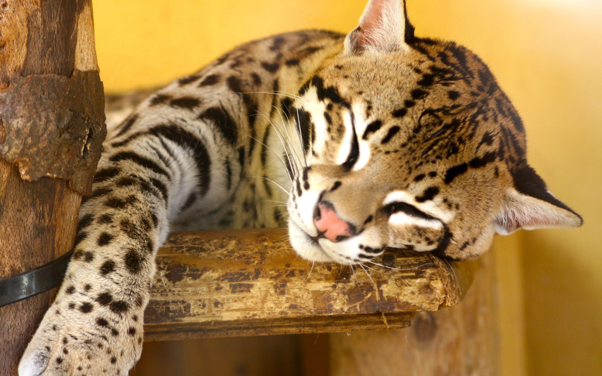 Sleeping, Ocelots Wallpaper, 2560x1600 HD Desktop