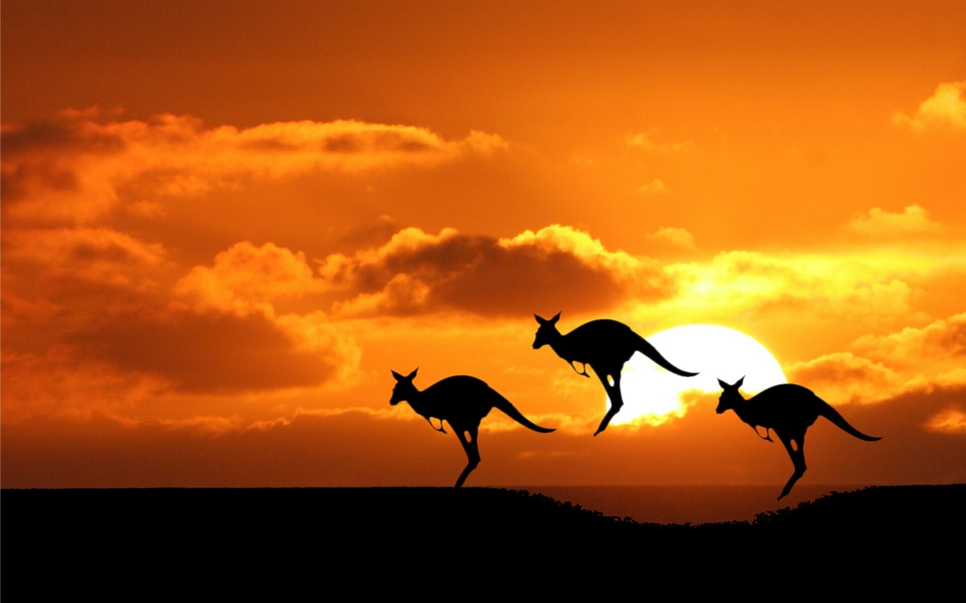 Kangaroos, Australia Wallpaper, 1920x1200 HD Desktop