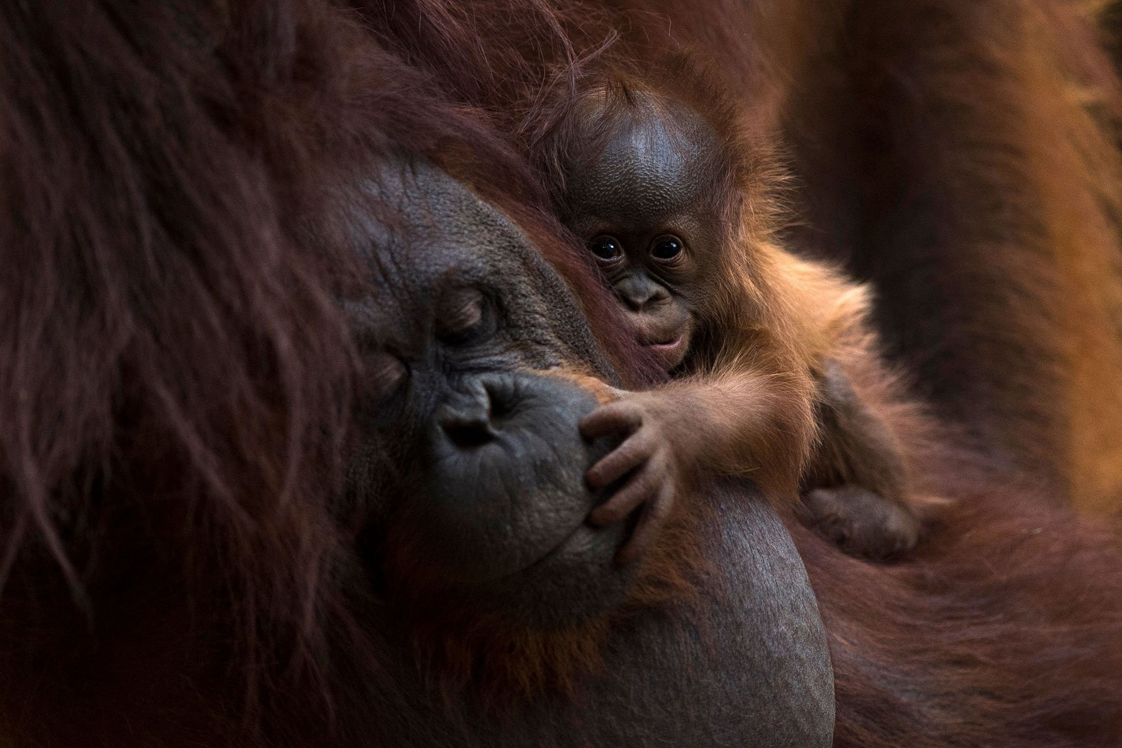 Spanish zoo delighted, 11-day-old baby orangutan, Delicate and precious, Nature's miracle, 2200x1470 HD Desktop