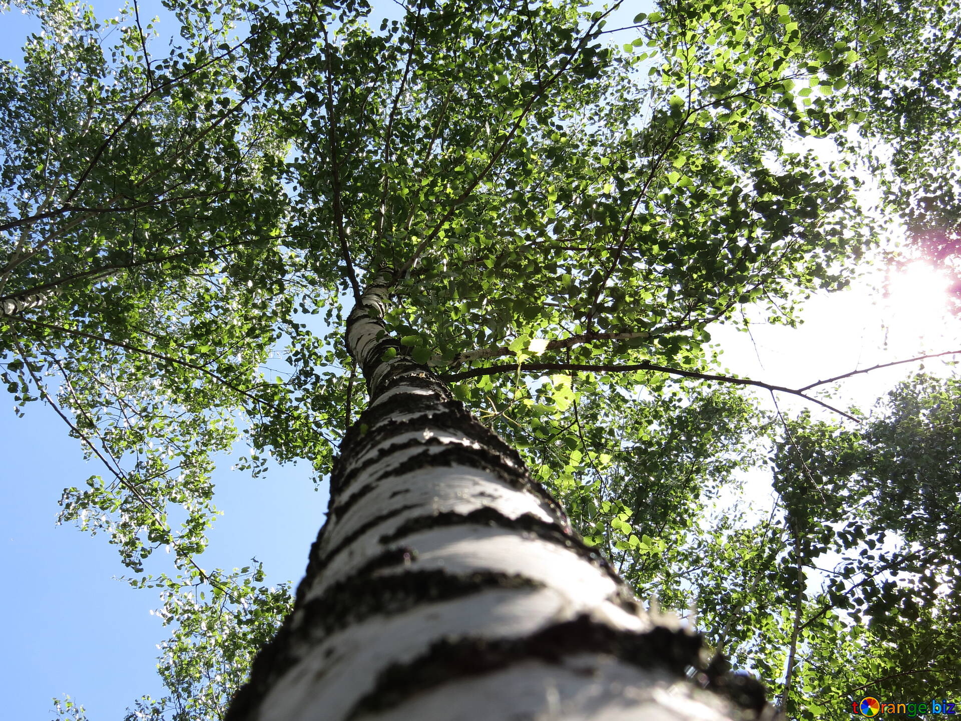 Birch grove image, Birch tree images, Free pics, 1920x1440 HD Desktop