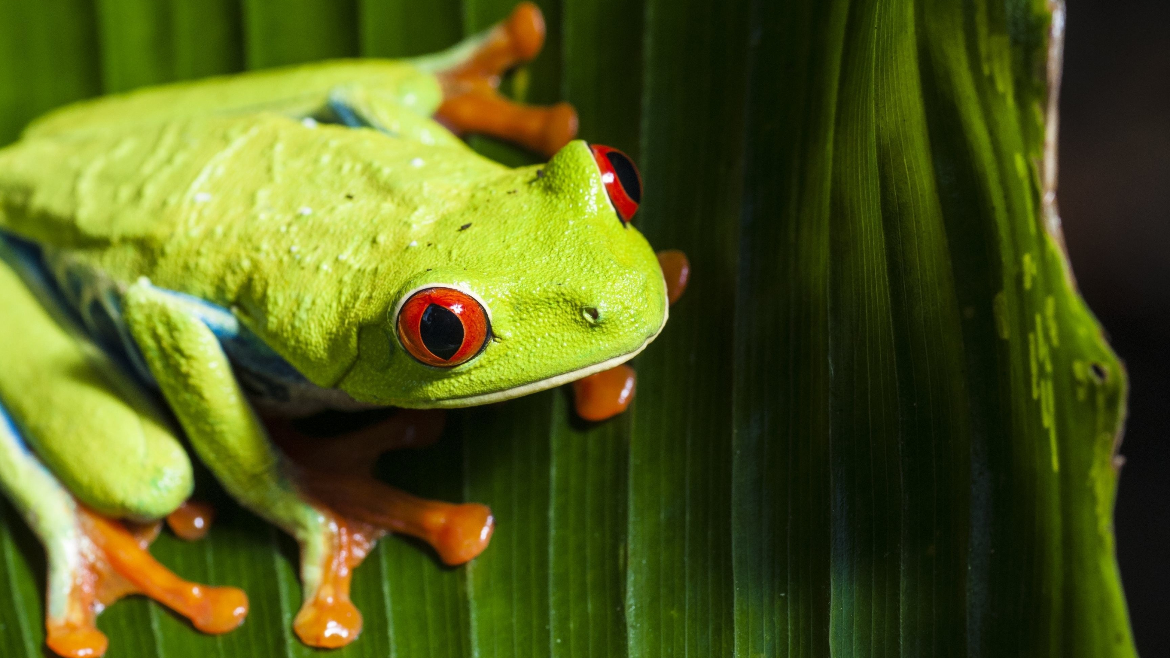 Close-up, Red Eyed Tree Frog Wallpaper, 3840x2160 4K Desktop