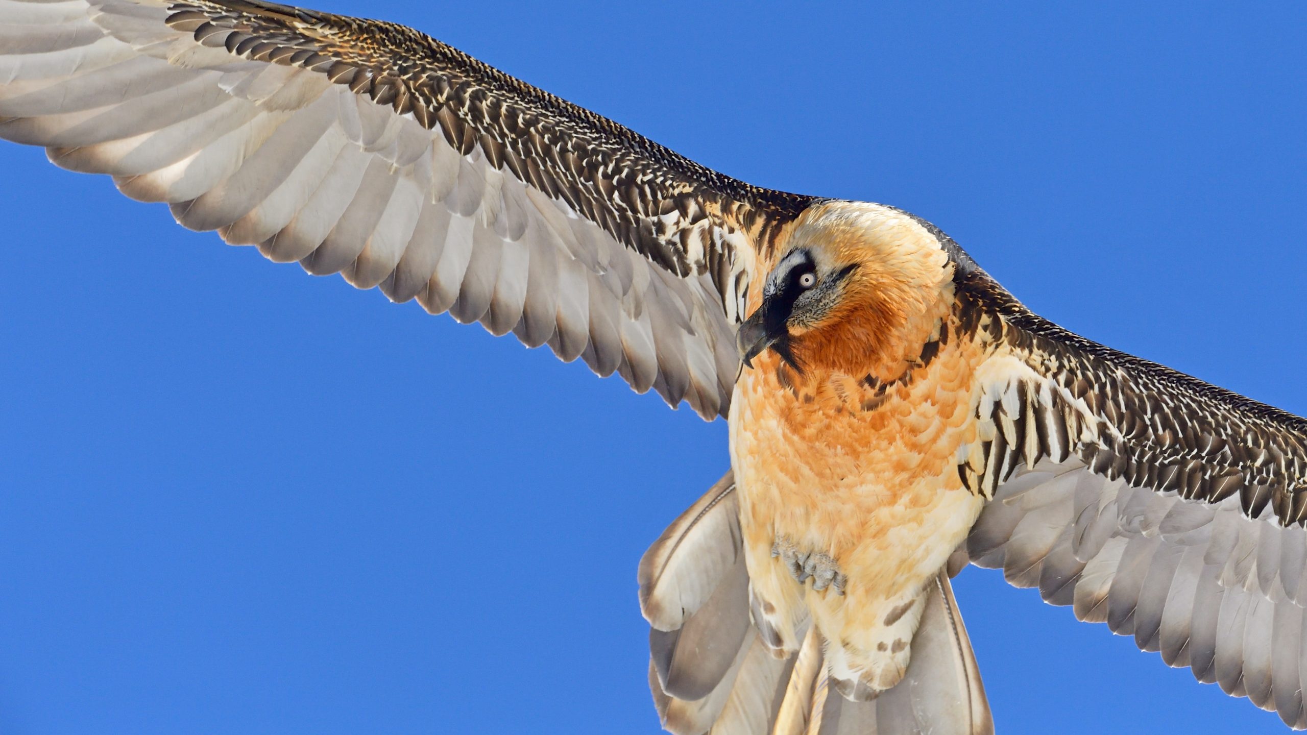 Bearded Vulture, Beardedvulture archives, Vulture conservation, Bearded Vulture conservation, 2560x1440 HD Desktop