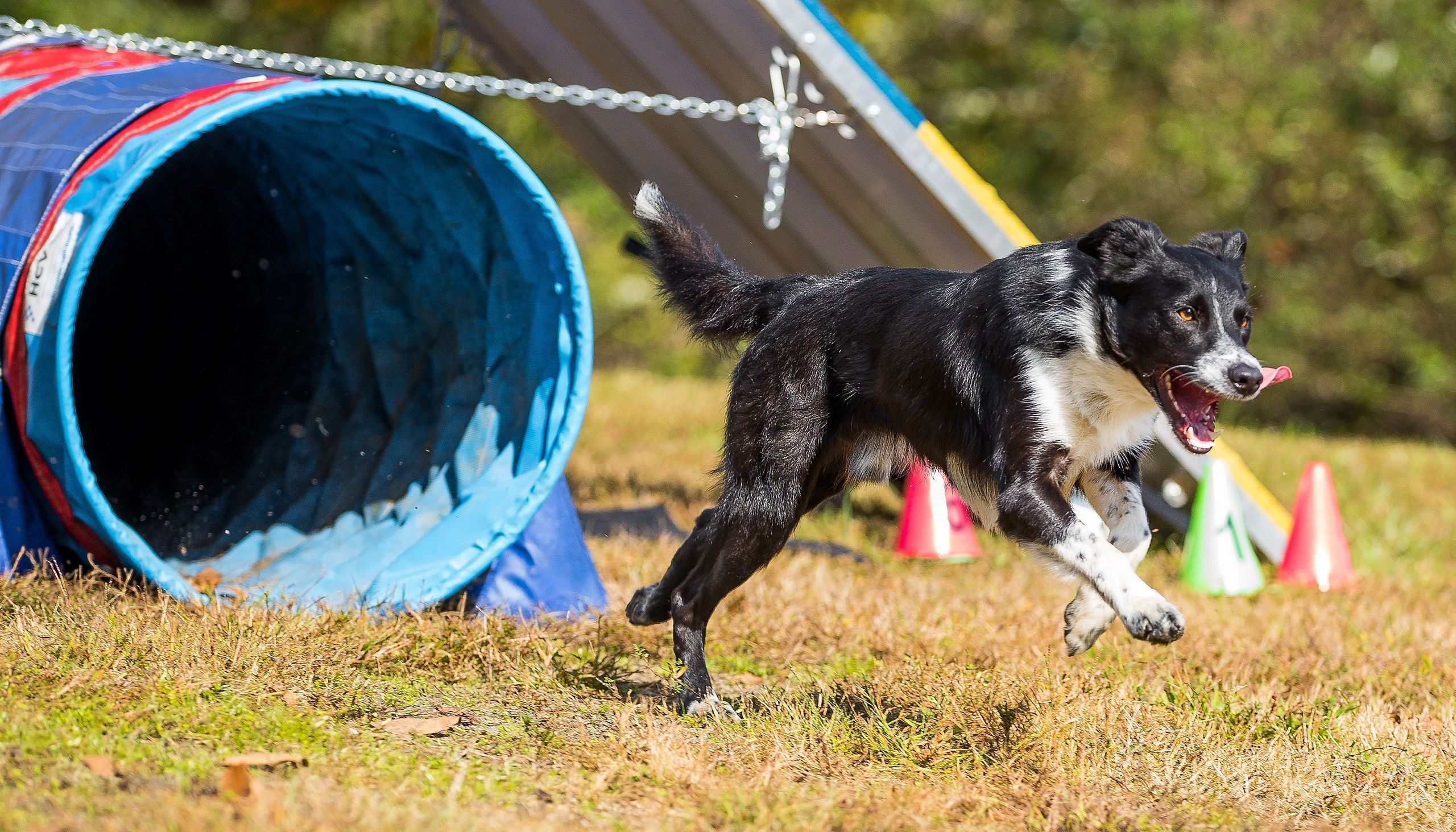 Border Collie, Dog Sports Wallpaper, 2560x1470 HD Desktop