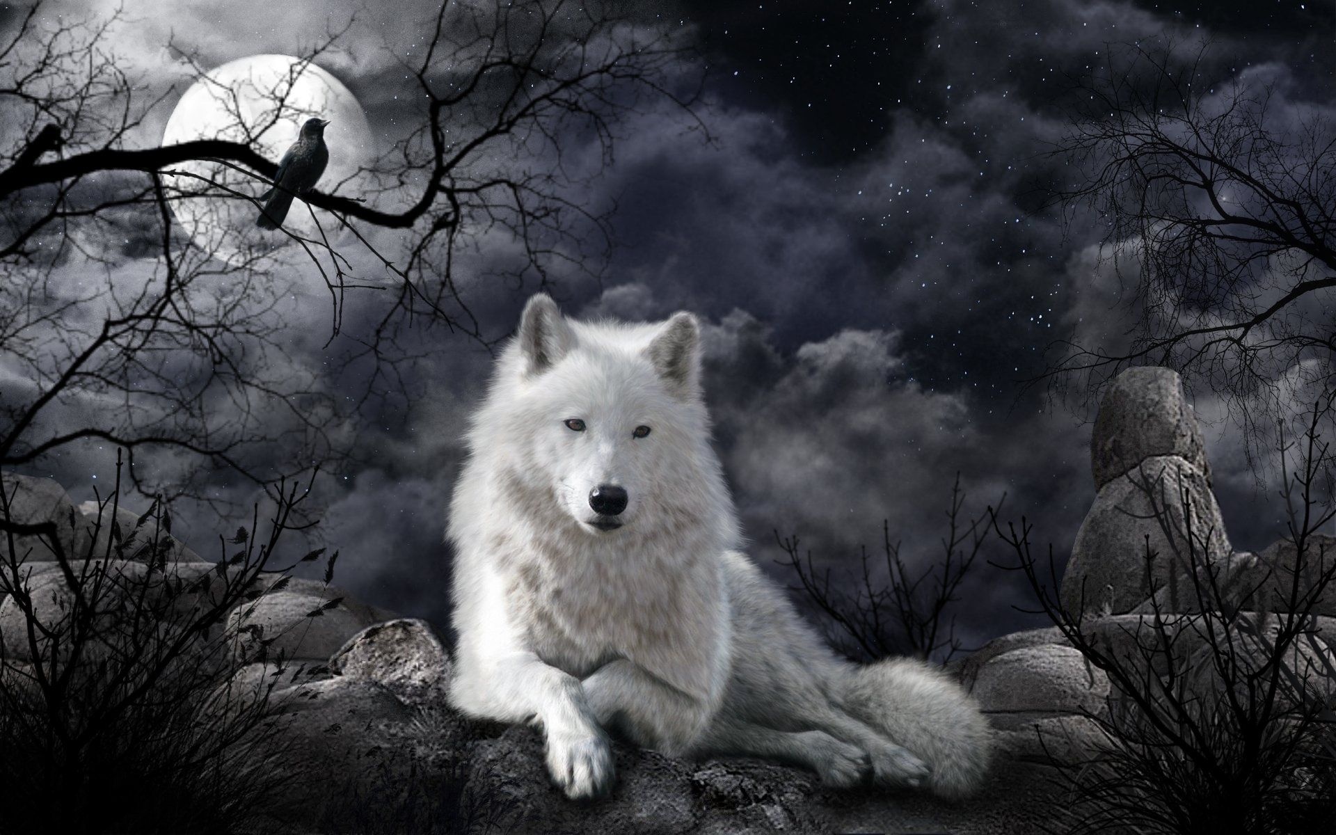 Raven and wolf, Ice Wolf Wallpaper, 1920x1200 HD Desktop