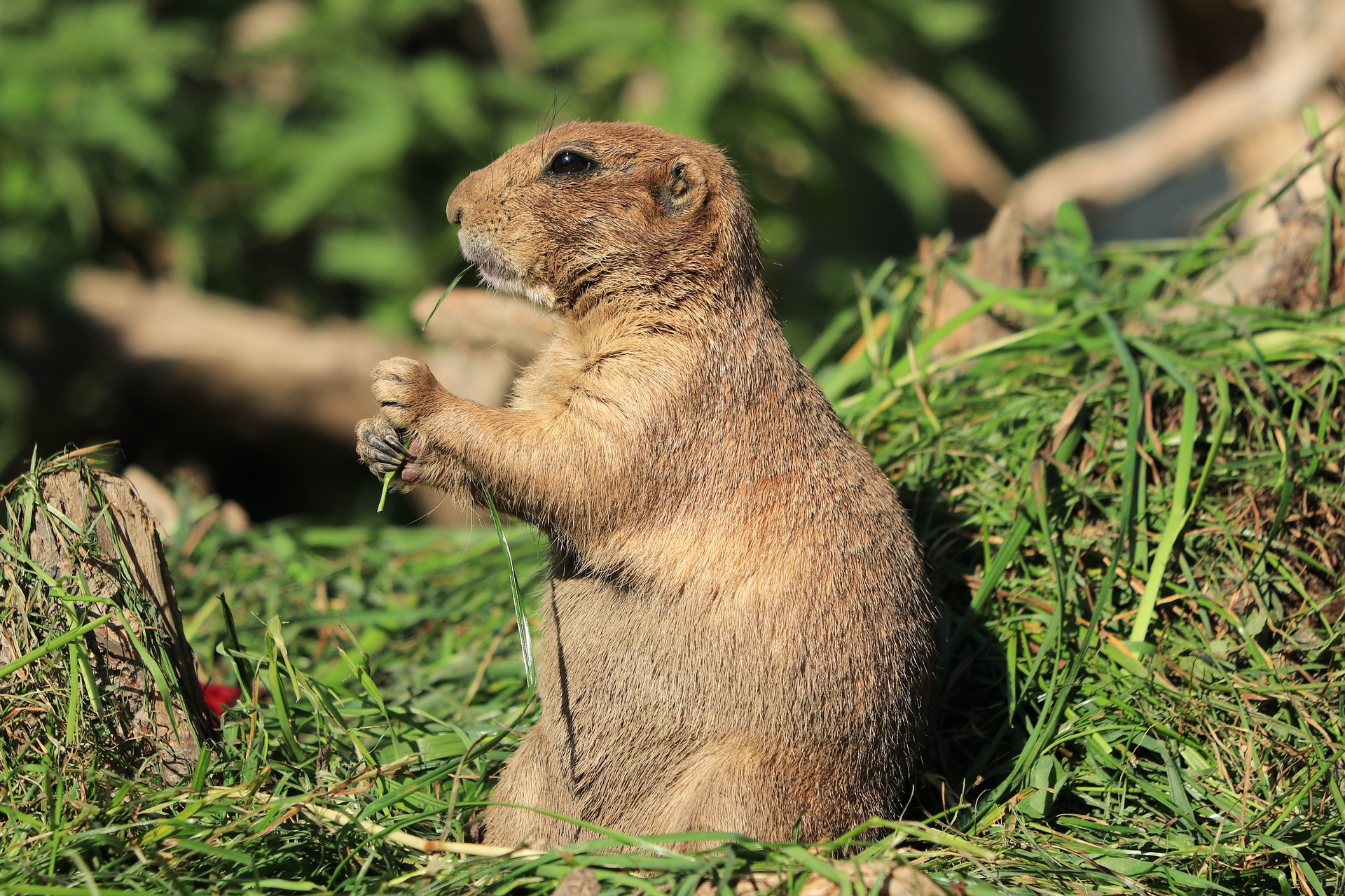 Interesting Prairie Dog Facts, Lesser known trivia, 1920x1280 HD Desktop