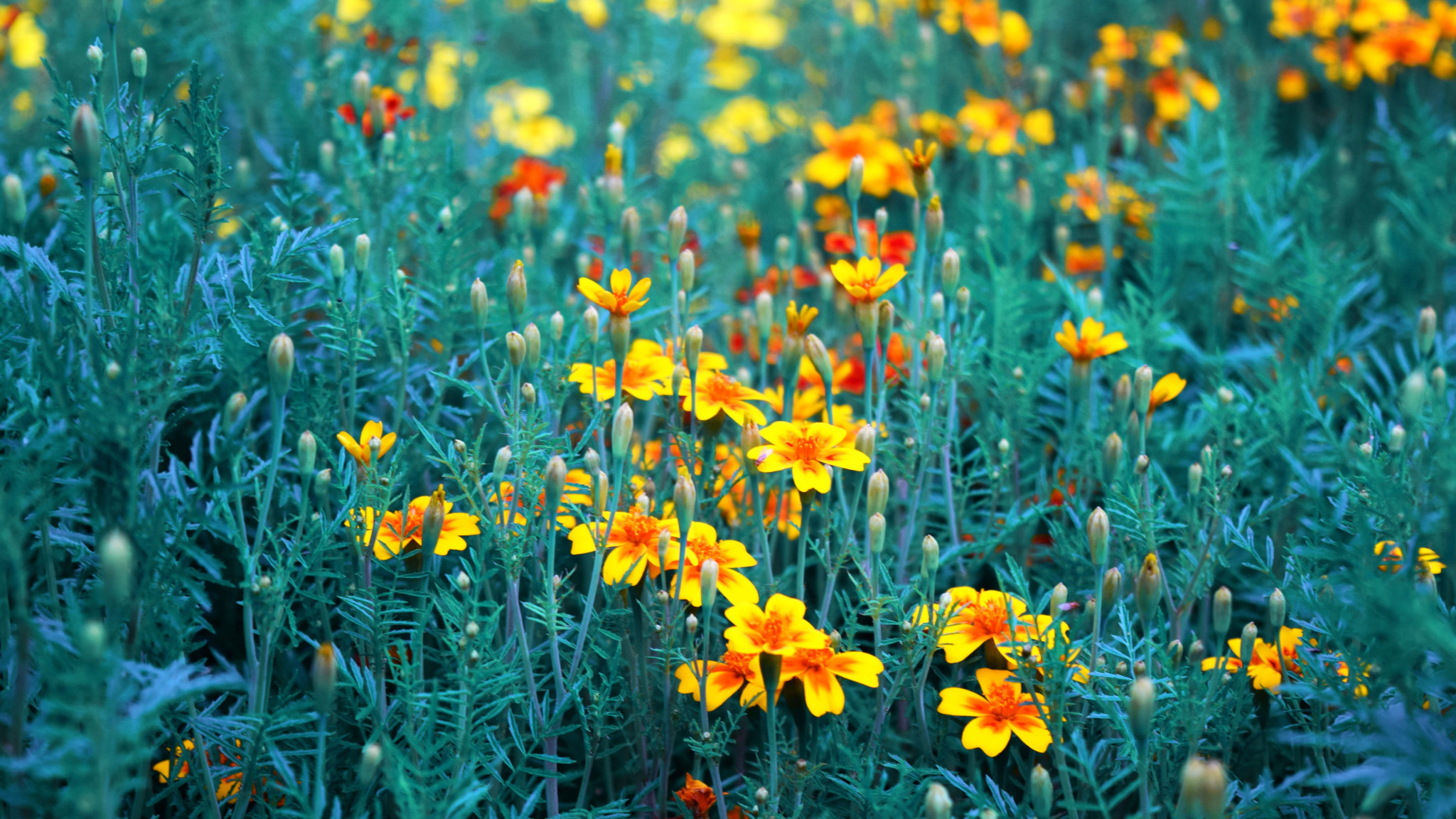 Yellow and red marigold field, Vibrant garden, Colorful blooms, Nature's palette, 2050x1160 HD Desktop