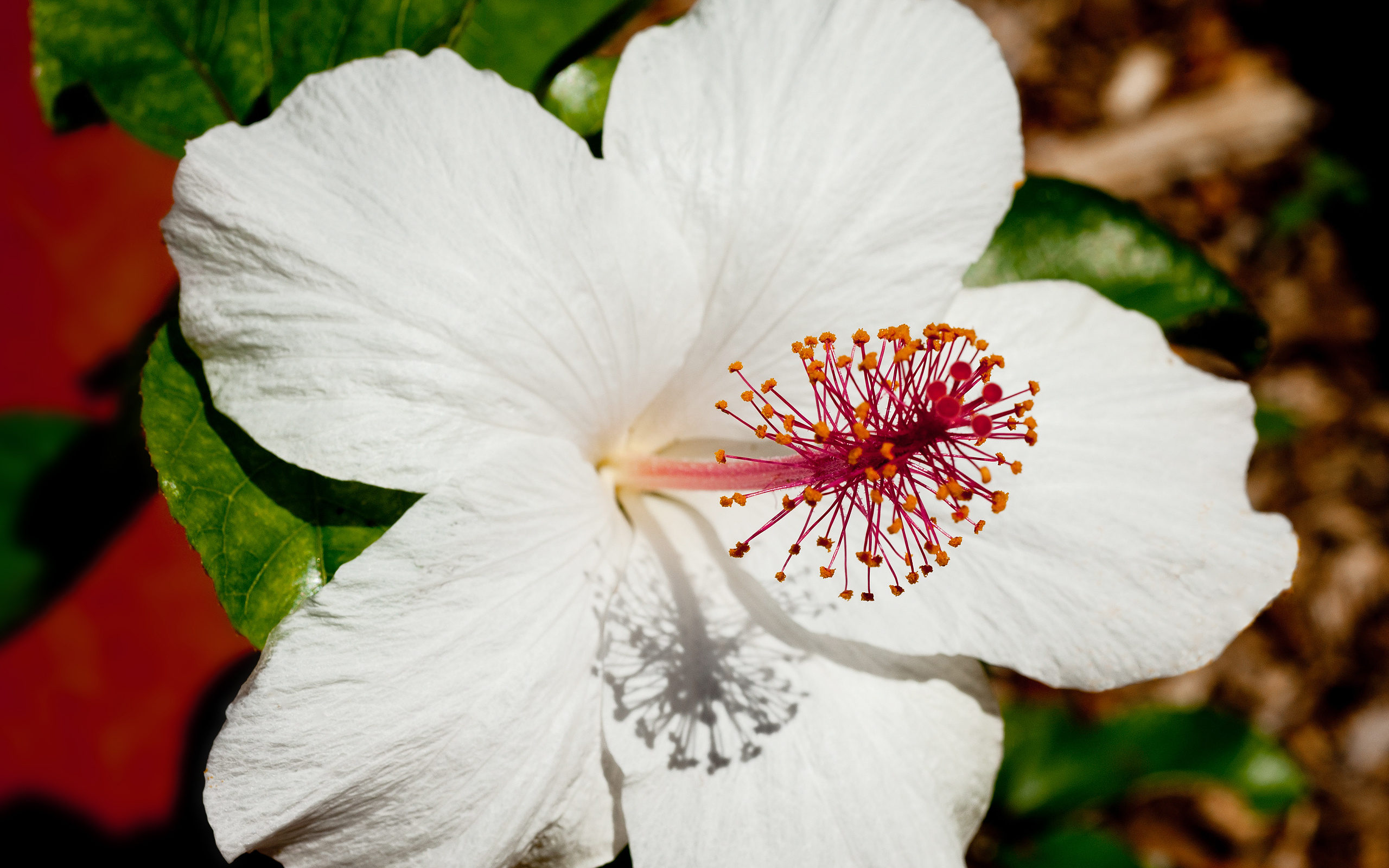 Hibiscus arnottianus, Hibiscus Wallpaper, 2560x1600 HD Desktop