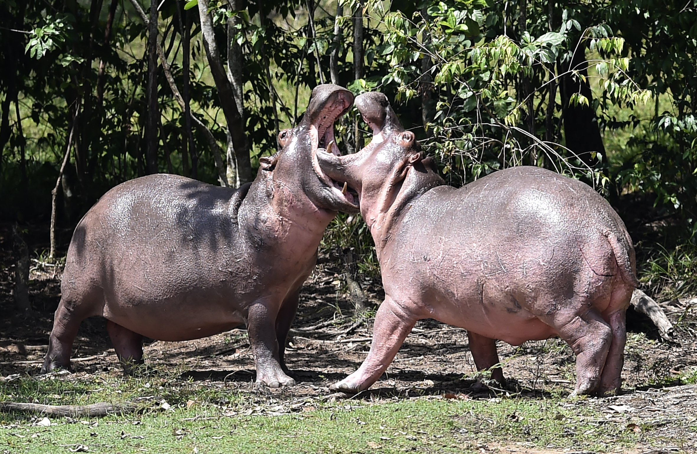 Pablo Escobar's hippos, Hippopotamus Wallpaper, 2370x1540 HD Desktop