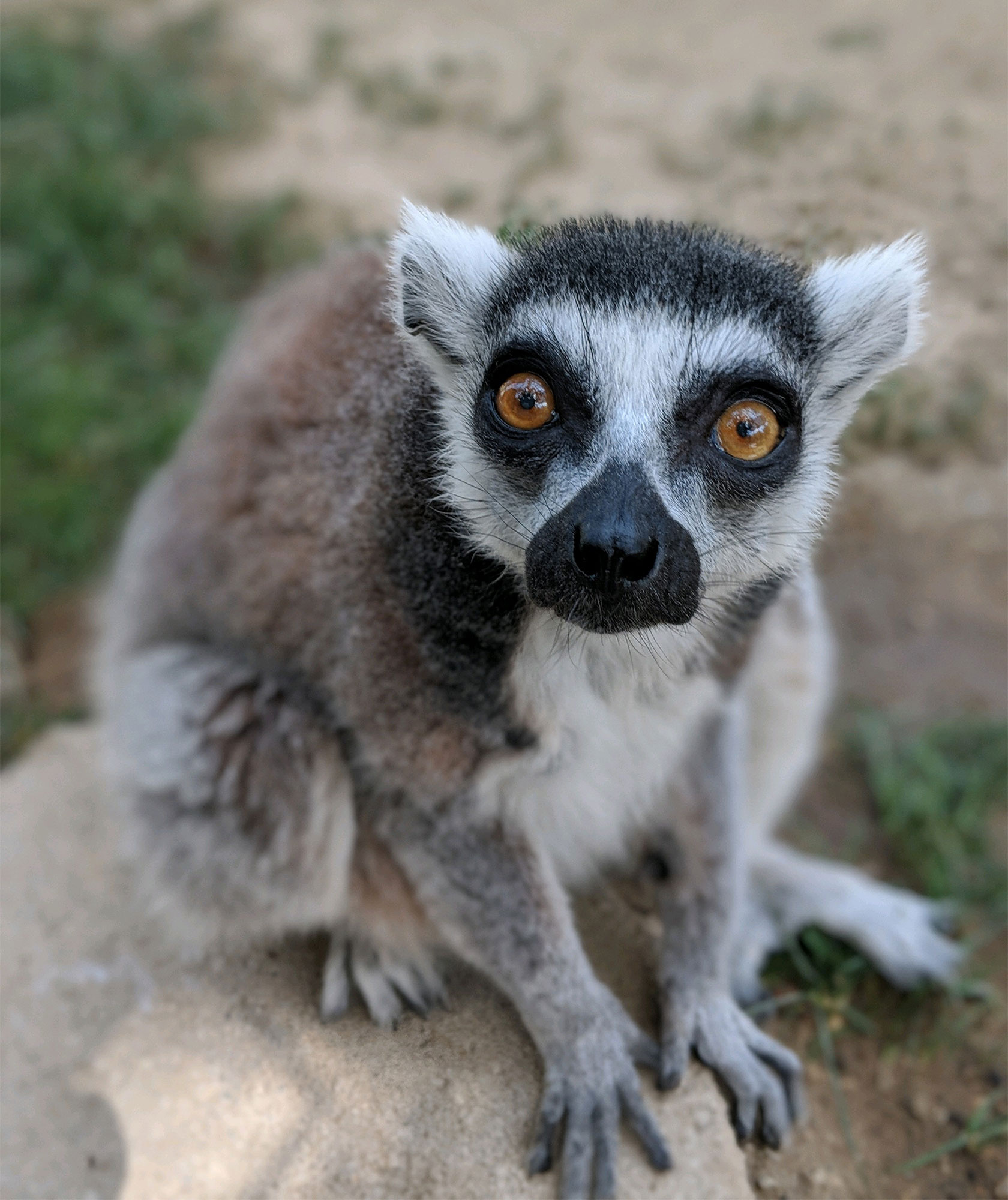 Rare lemur theft, California zoo, Stolen lemur, Mysterious hotel note, 1680x2000 HD Phone