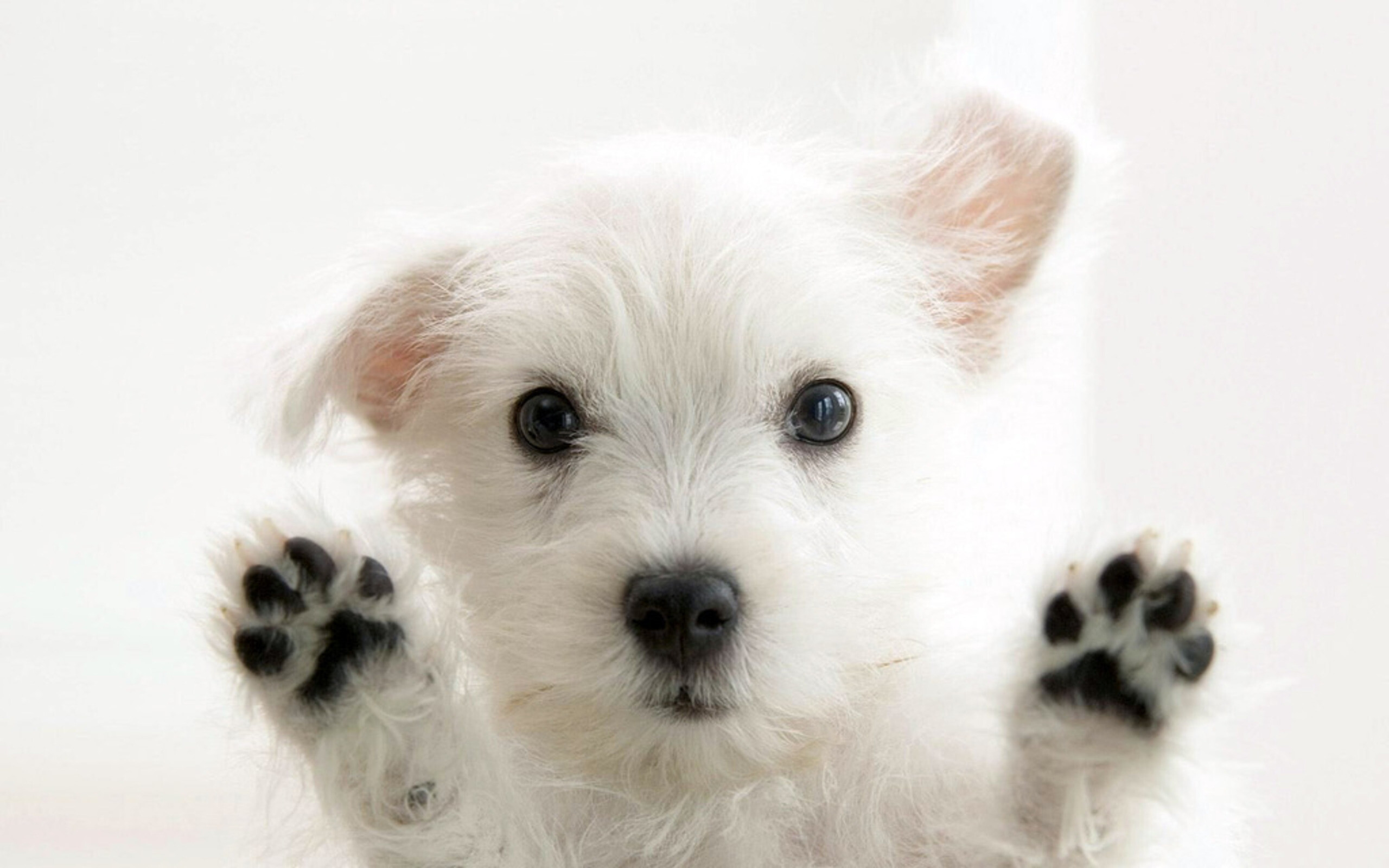 Sweet puppy wallpaper, Heartwarming cuteness, 2560x1600 HD Desktop