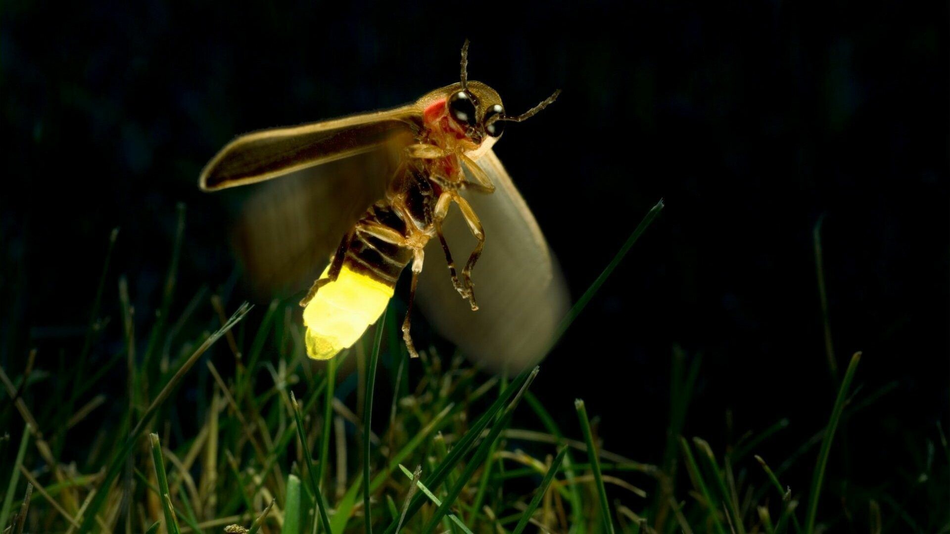 Firefly magic, Glowing insect, Nocturnal beauty, Enchanting lights, 1920x1080 Full HD Desktop