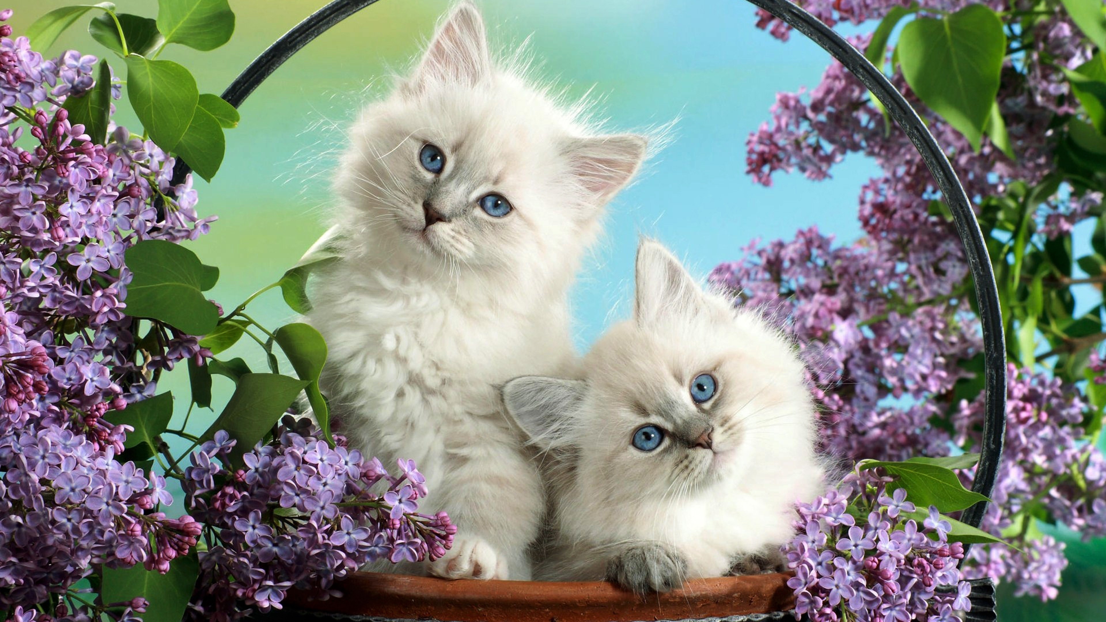 Siblings, Birman Wallpaper, 3840x2160 4K Desktop