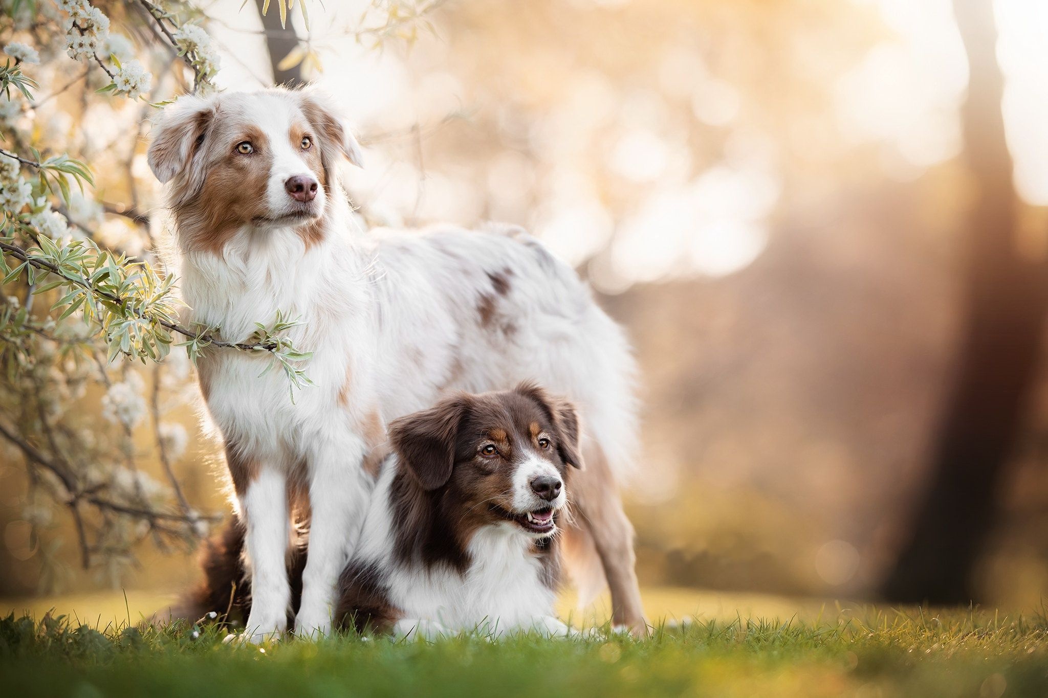 Australian Shepherd, Border Collie Wallpaper, 2050x1370 HD Desktop