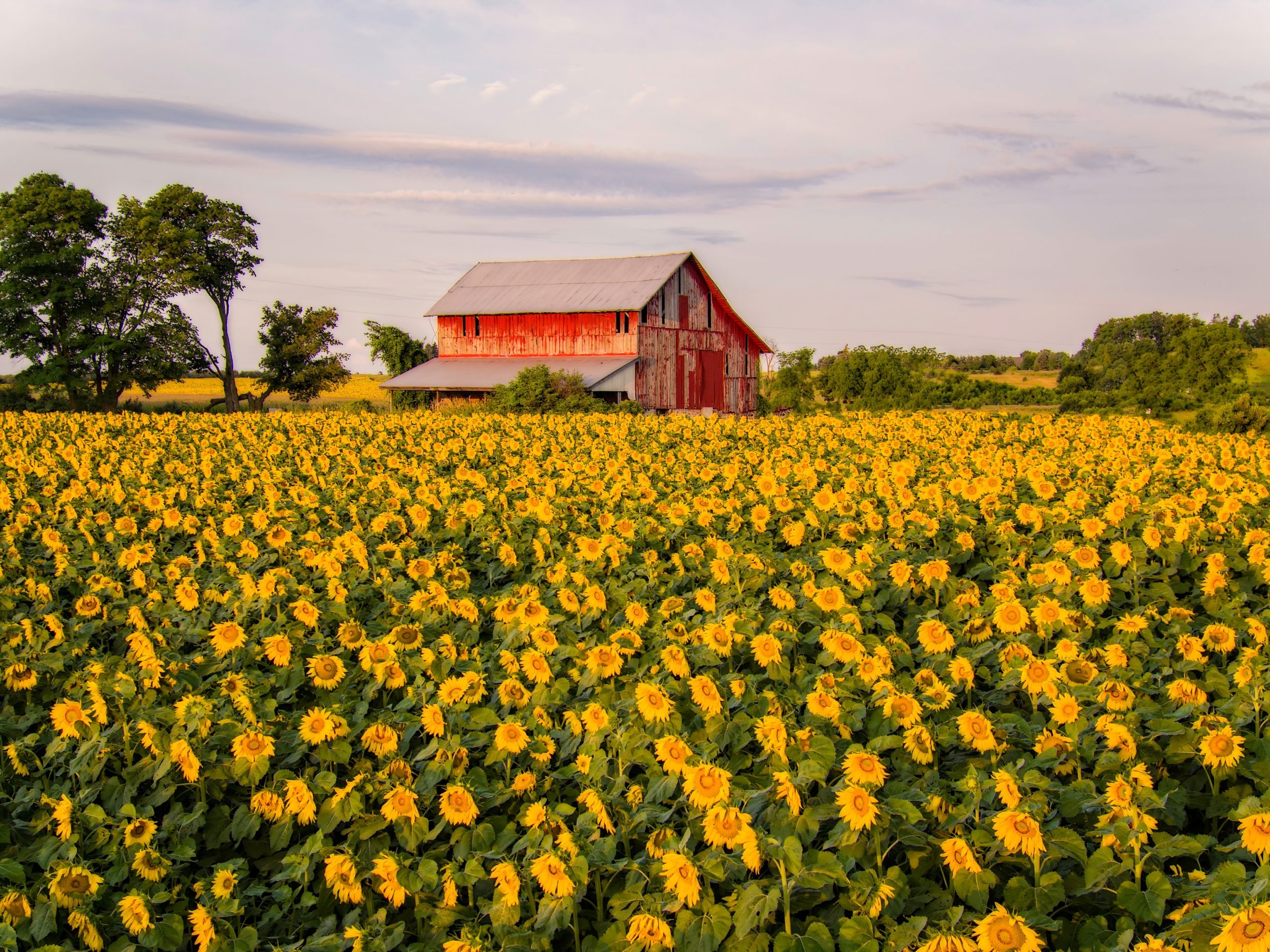 Sunflowers, Farms Wallpaper, 2560x1920 HD Desktop