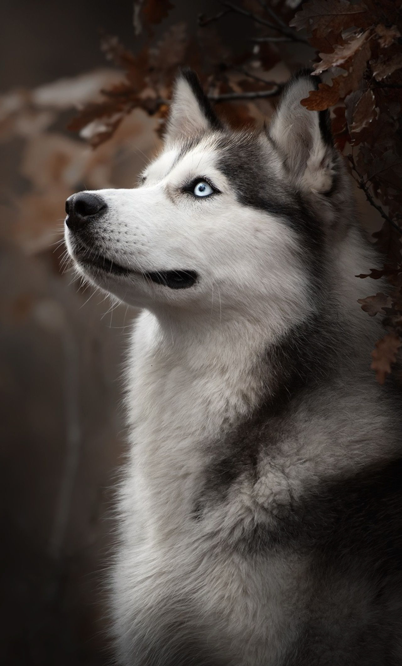 Siberian Husky, Cute Dogs Wallpaper, 1280x2120 HD Phone