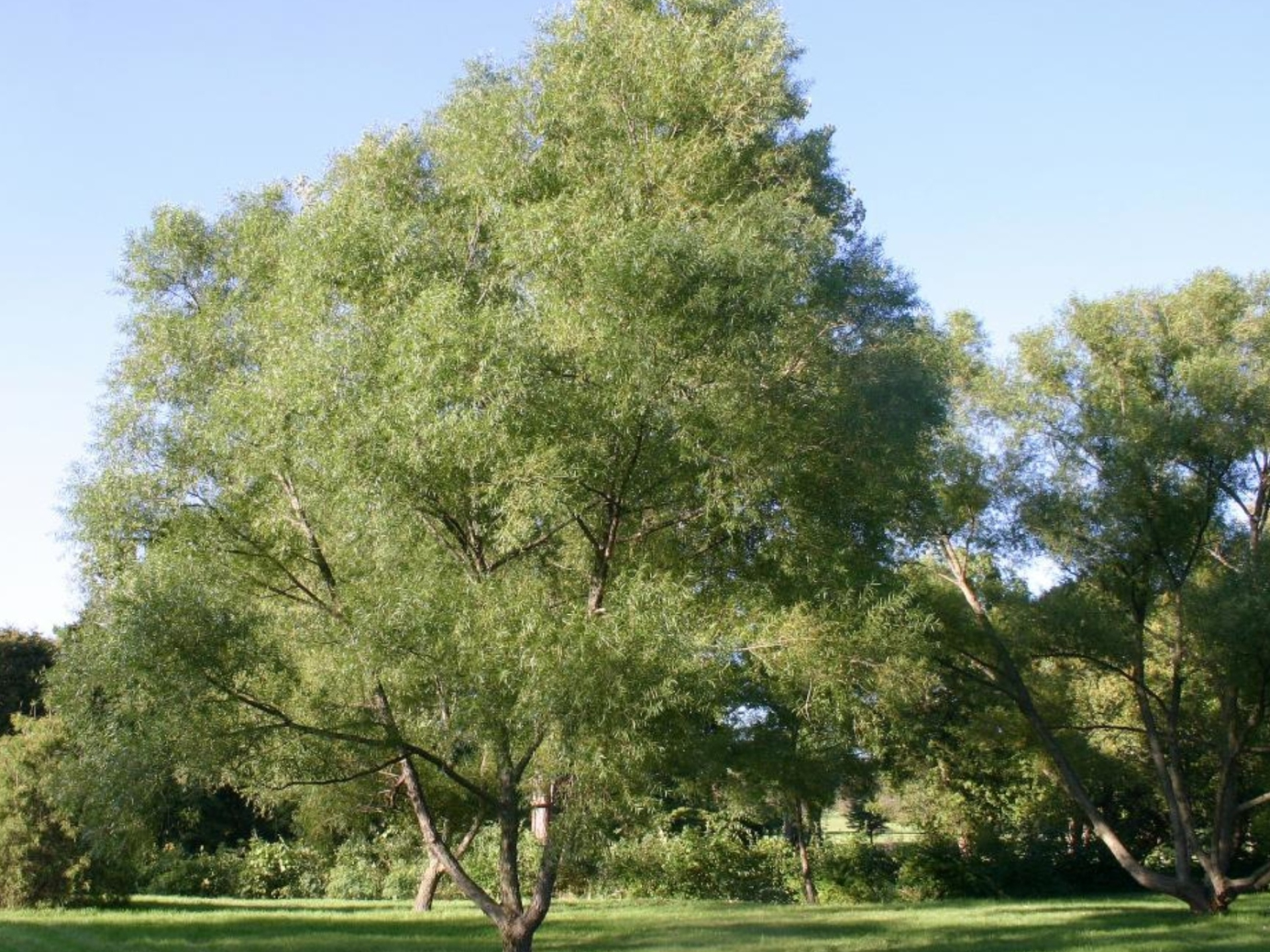 Willow Tree, Dark wallpaper, Christopher Tremblay, 1920x1440 HD Desktop