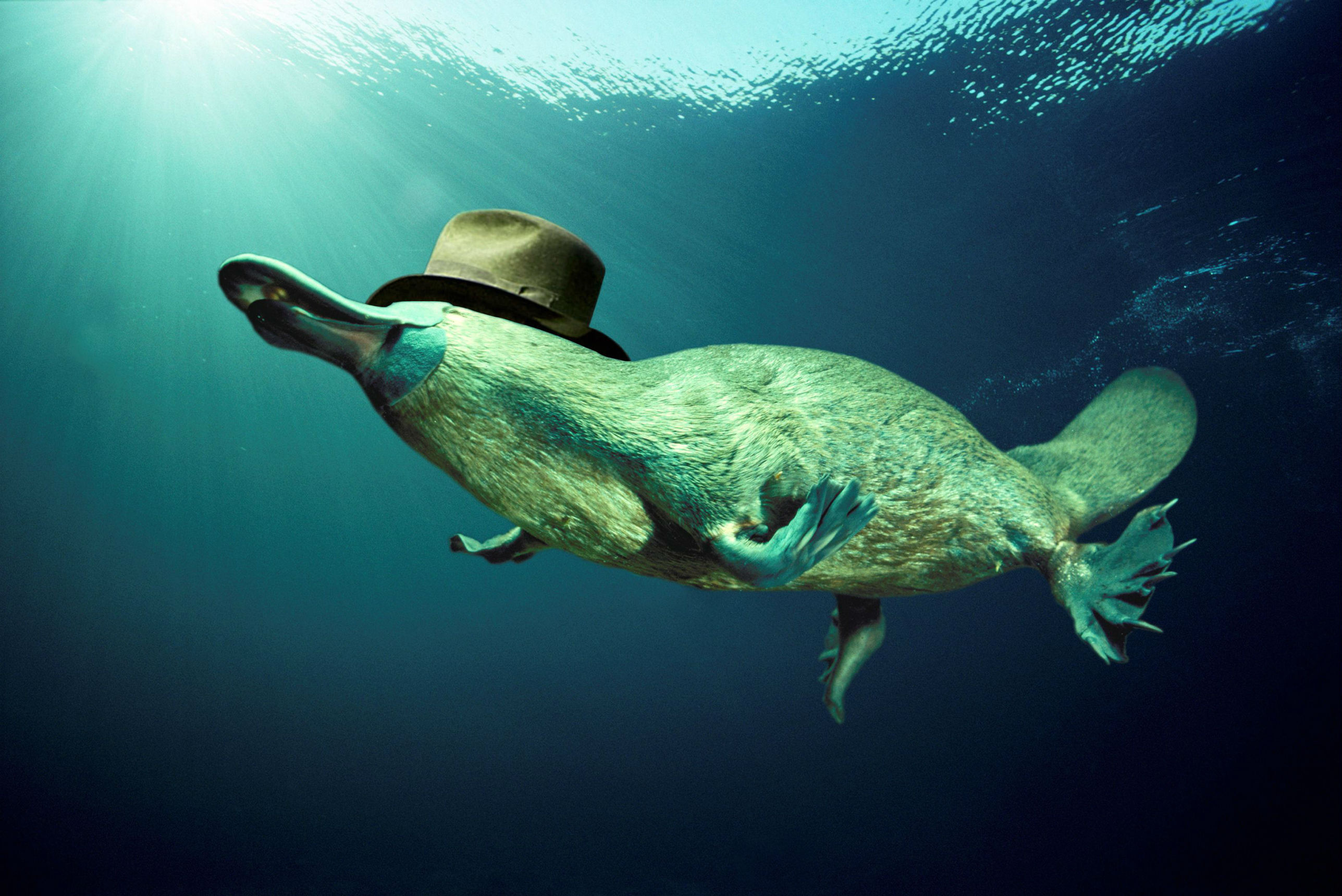 Platypus, Wildlife wallpapers, Nature's wonders, Exquisite creatures, 2580x1720 HD Desktop